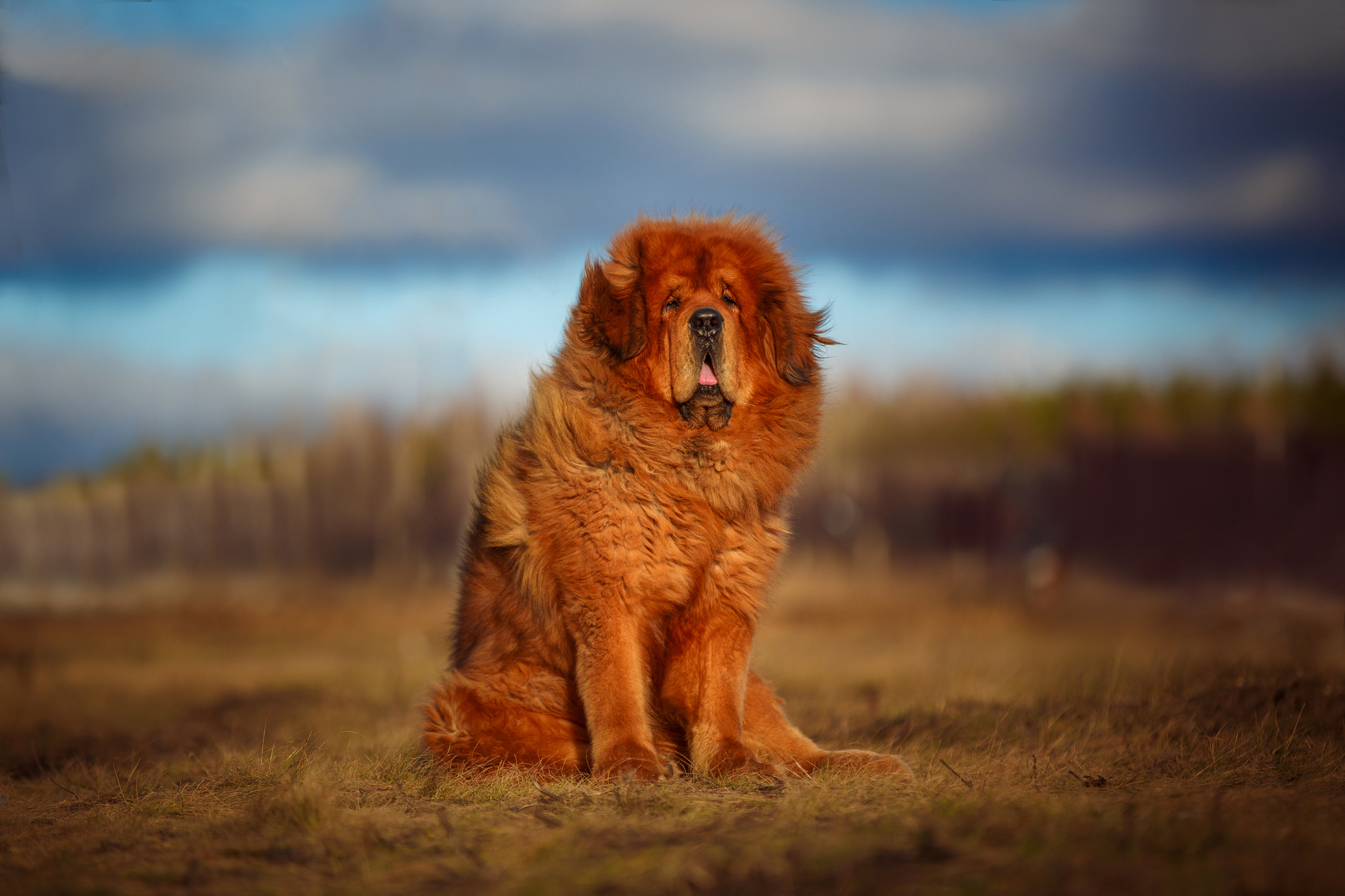 dog of the Tibetan Mastiff breed on the background of a beautiful landscape.