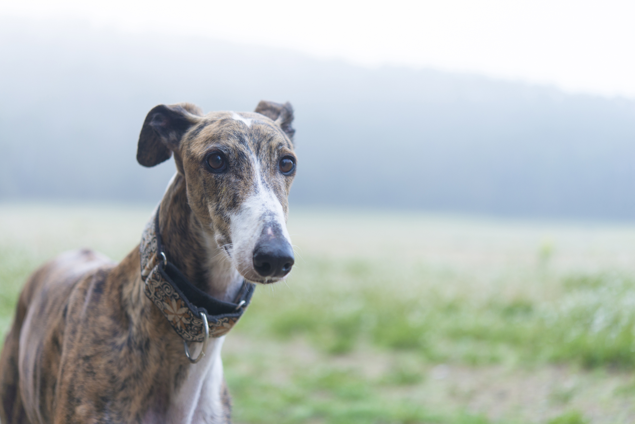 Greyhound on a meadow