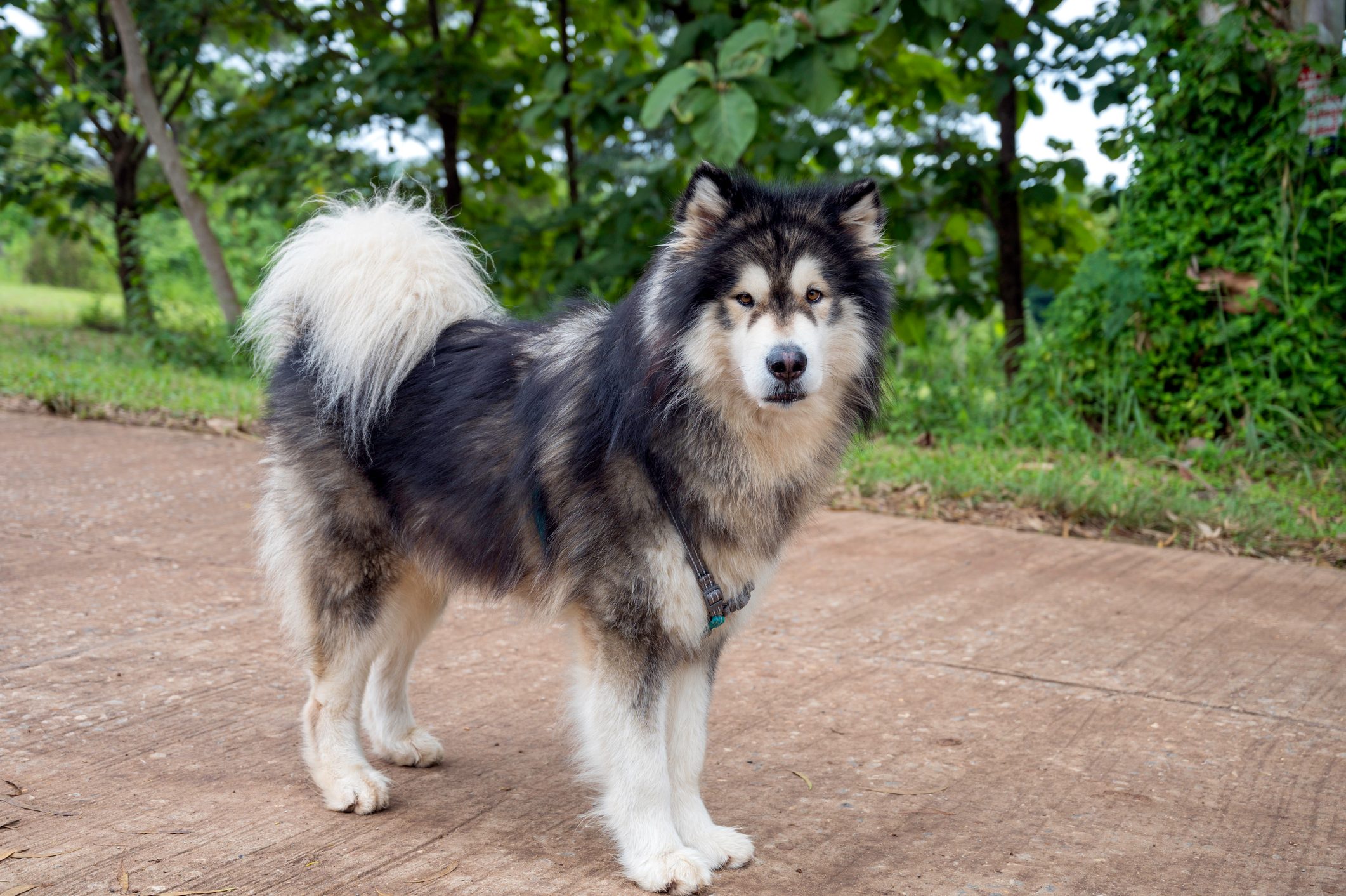 Alaskan Malamute dogs standing on concrete
