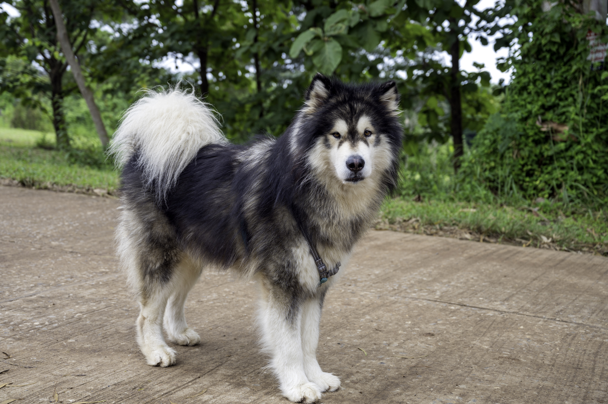 Alaskan Malamute dogs standing on concrete