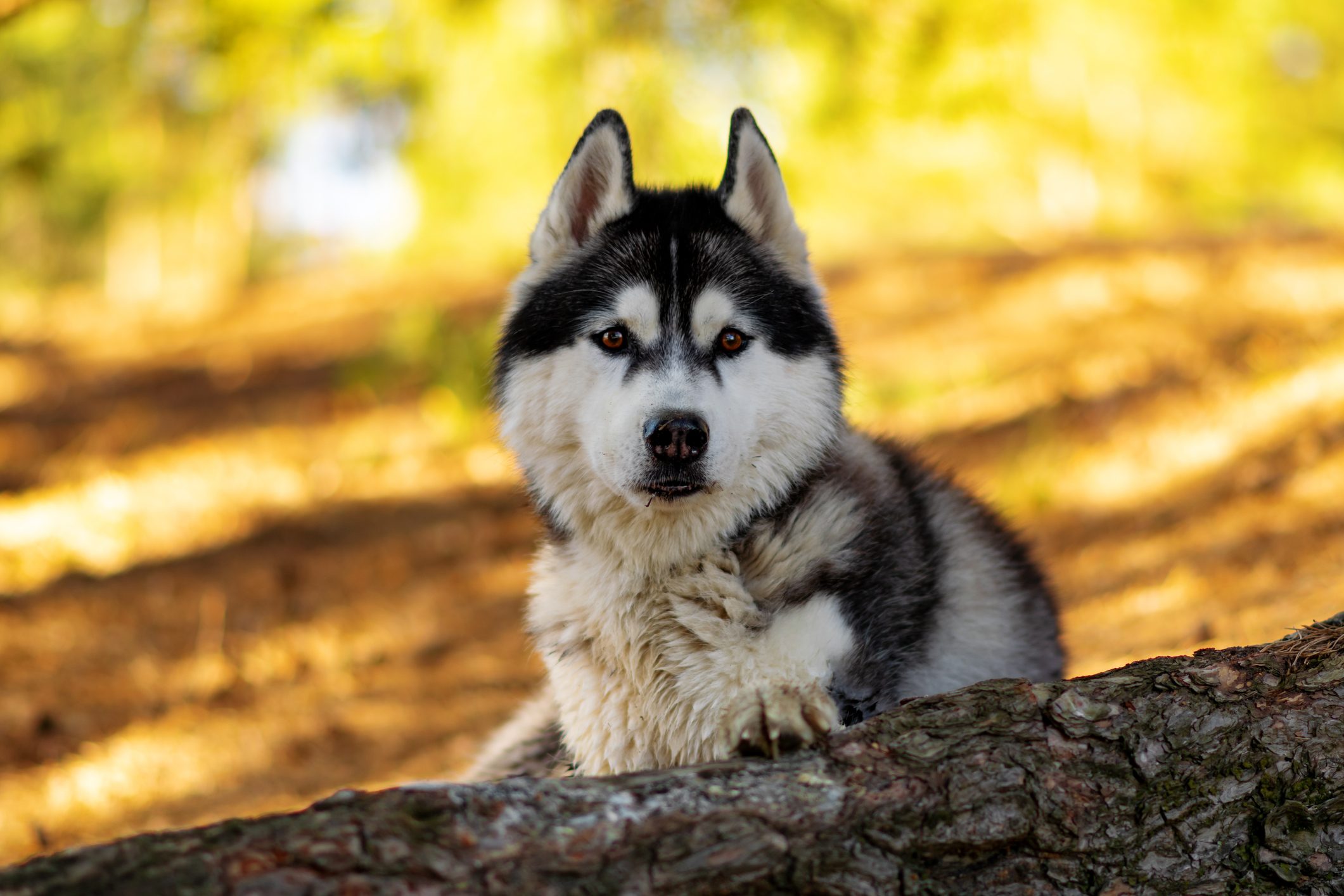 Portrait of sled siberian husky sitting on tree trunk,Belarus