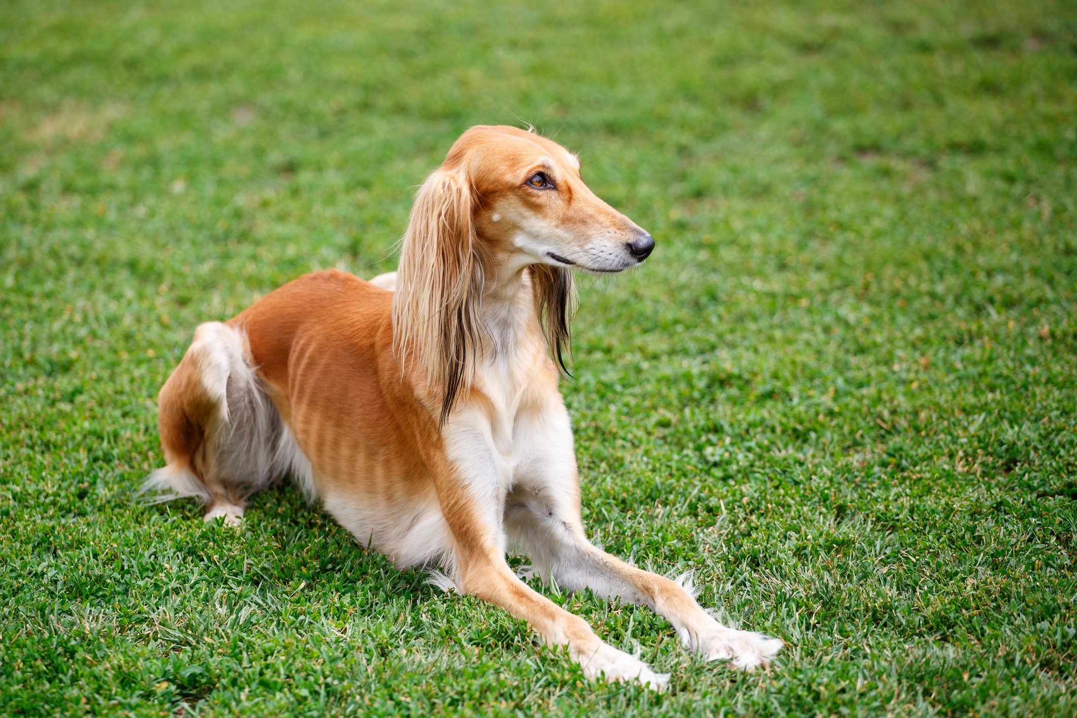 Saluki dog lying on the grass in the park