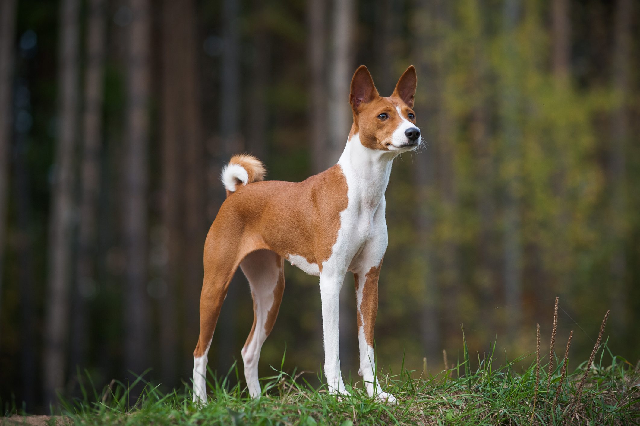Young purebred basenji is posing on the edge of a wood