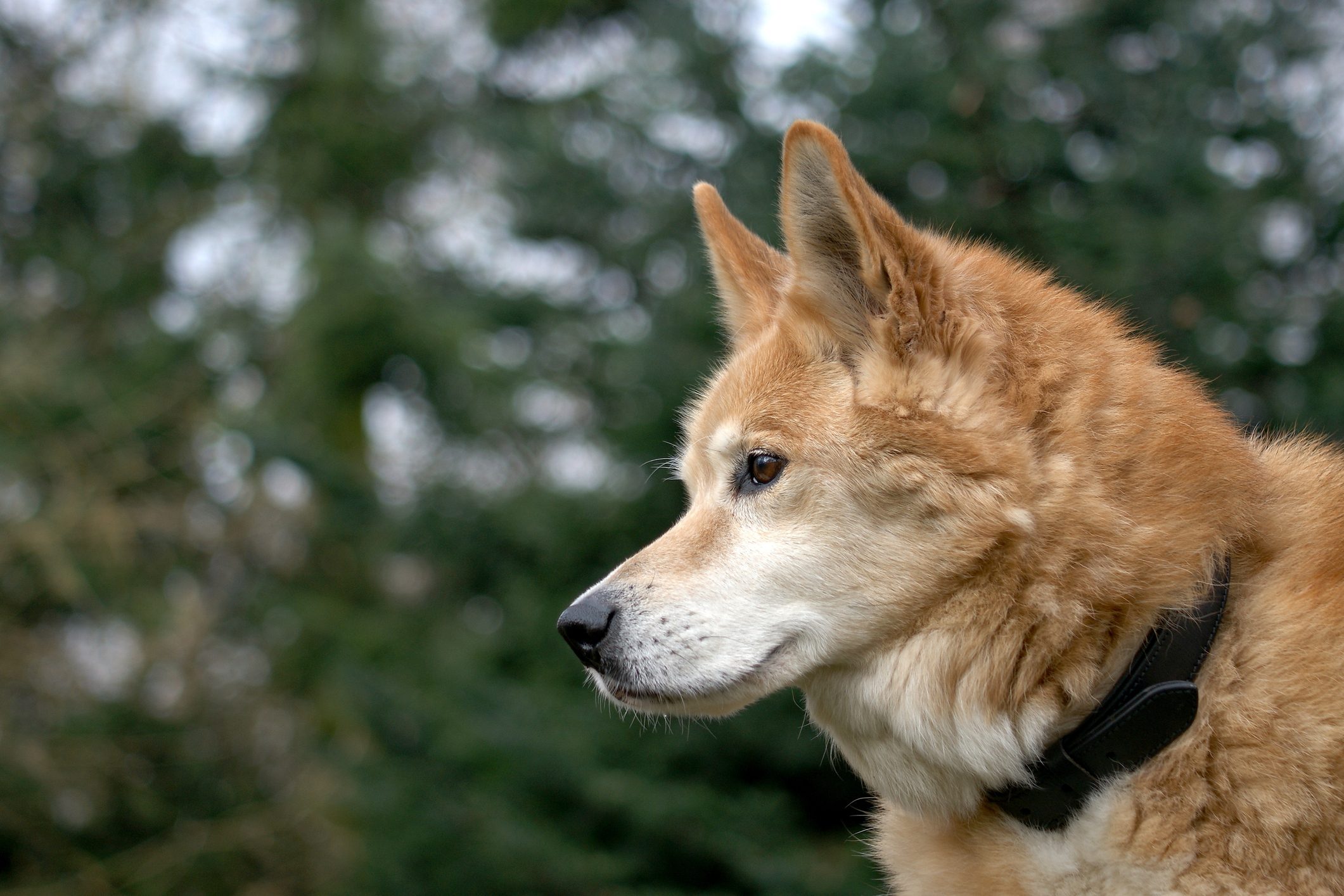 An Akita Inu in profile