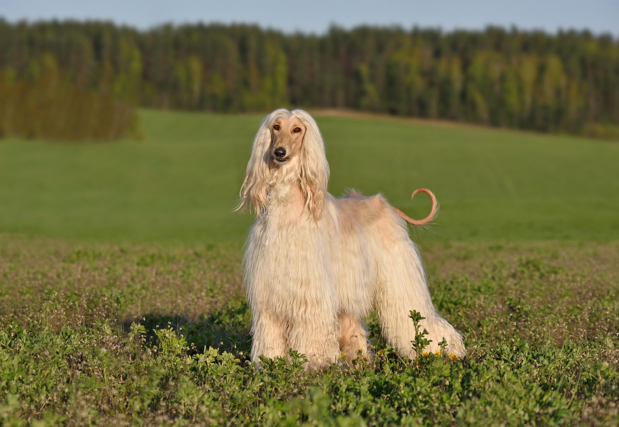 Afghan Hound dog standing on a fall background