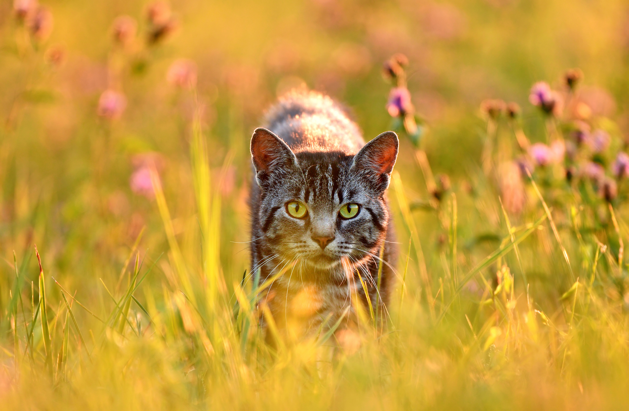 A cat walking through high grass staring straight ahead