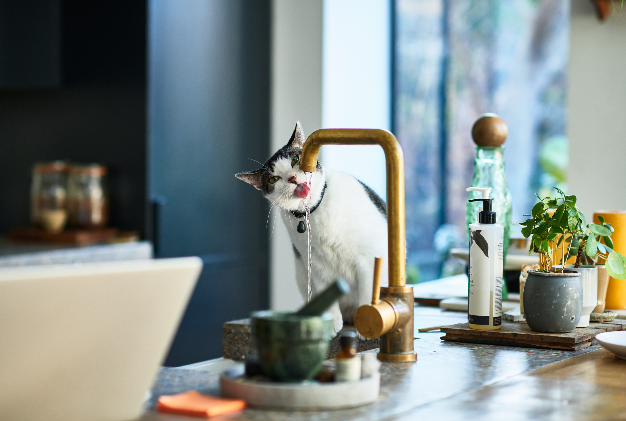 Cat drinking from a tap in a kitchen