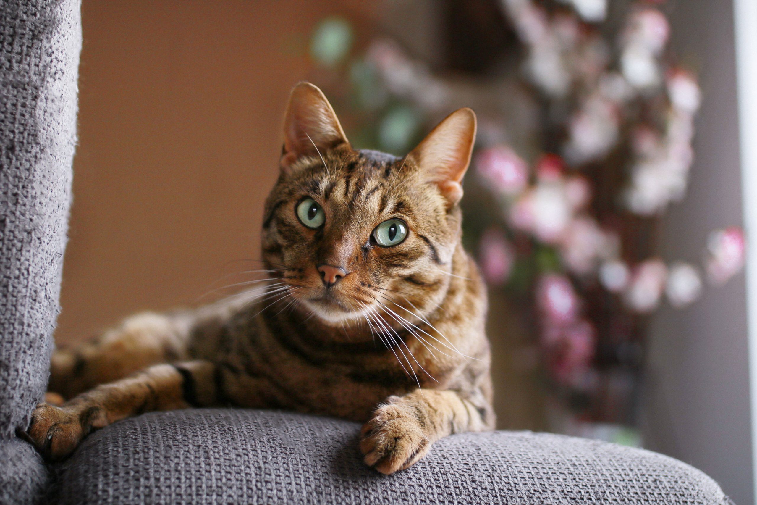 A Savannah cat sitting on a sofa