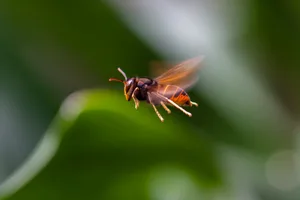 Close-Up of a hornet in flight, Indonesia Asian hornet in flight/Getty Images