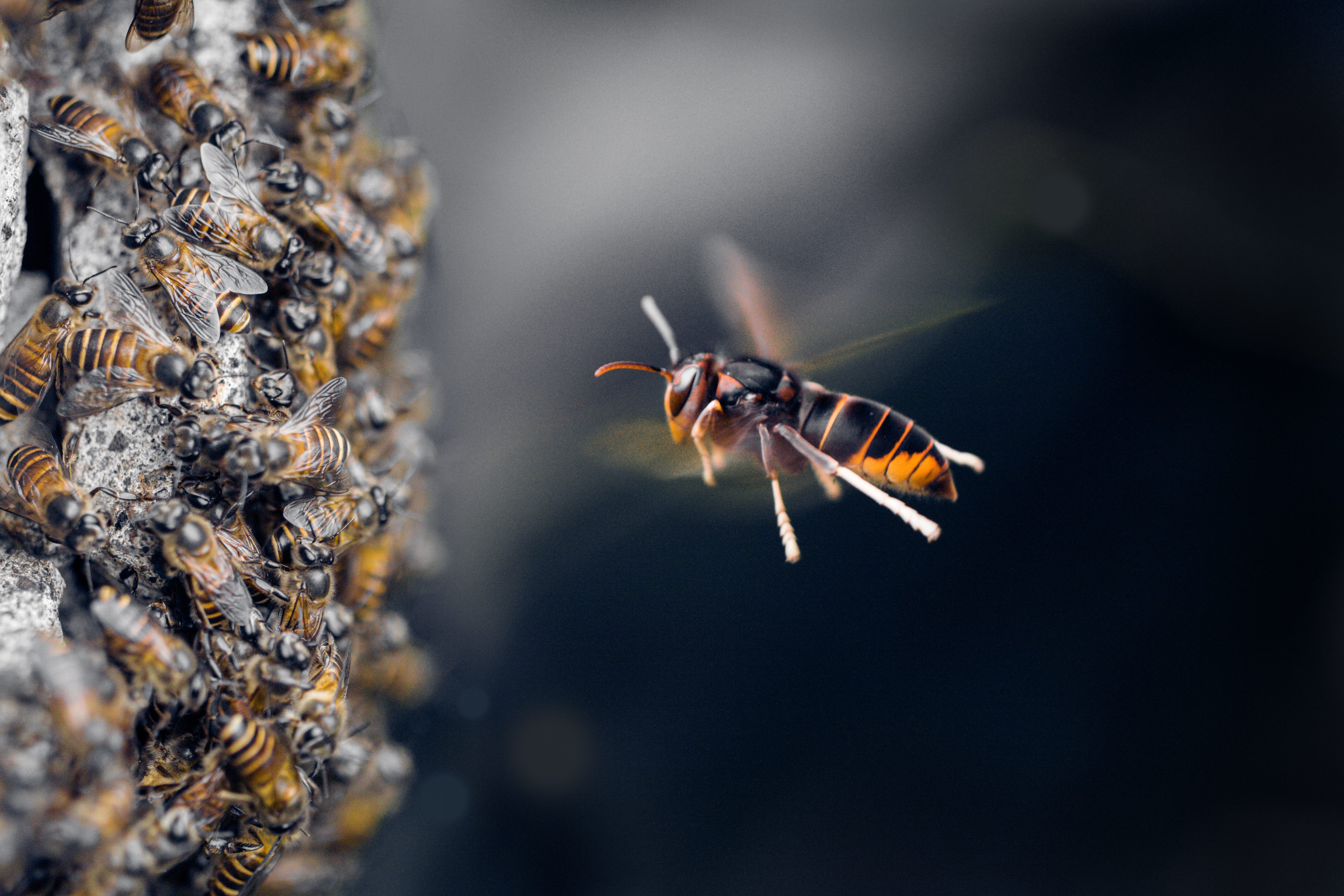 Hornet Bee Attack The Honey Bees Asian hornet attack on honeybee hive/Getty images