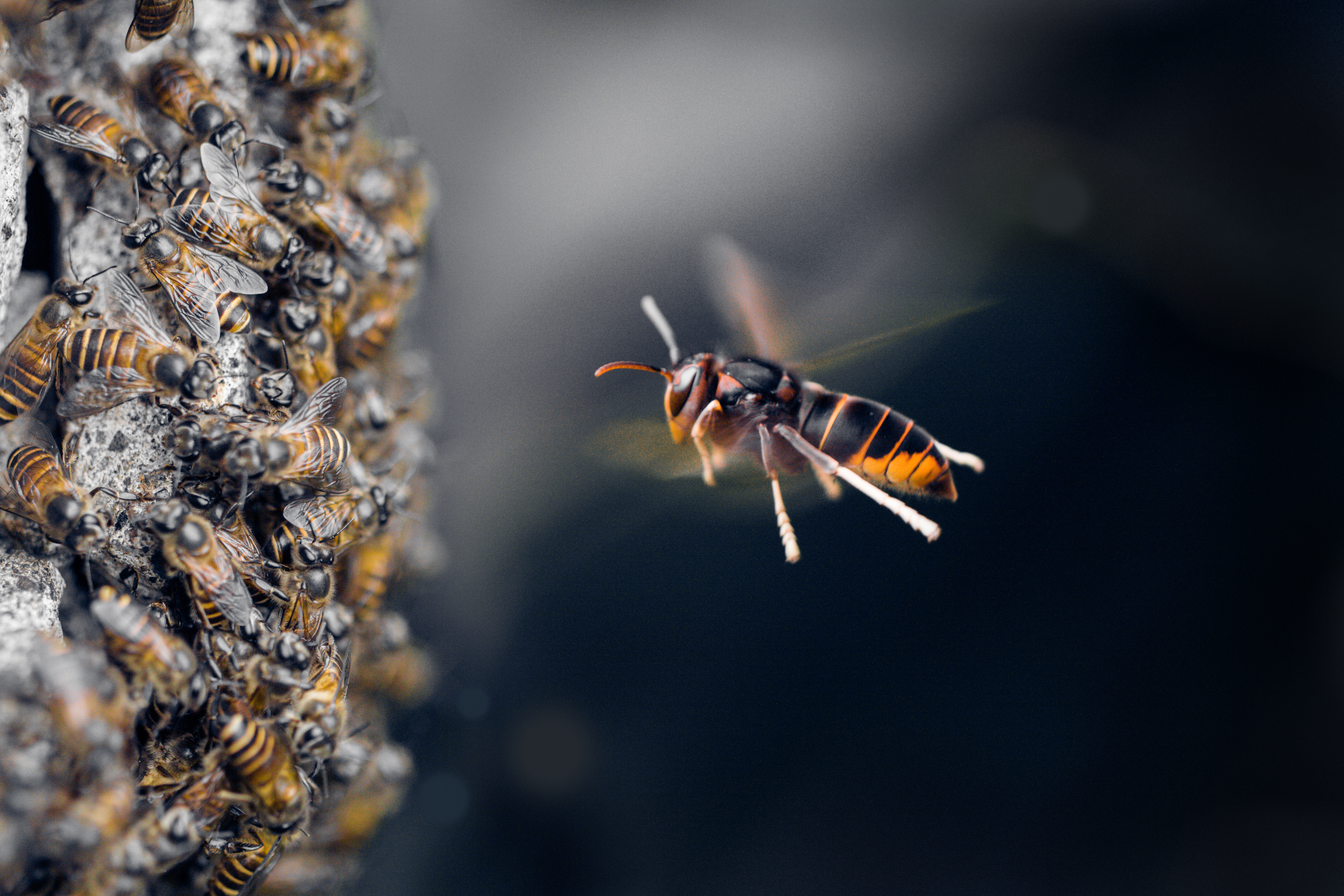 Hornet Bee Attack The Honey Bees Asian hornet attack on honeybee hive/Getty images