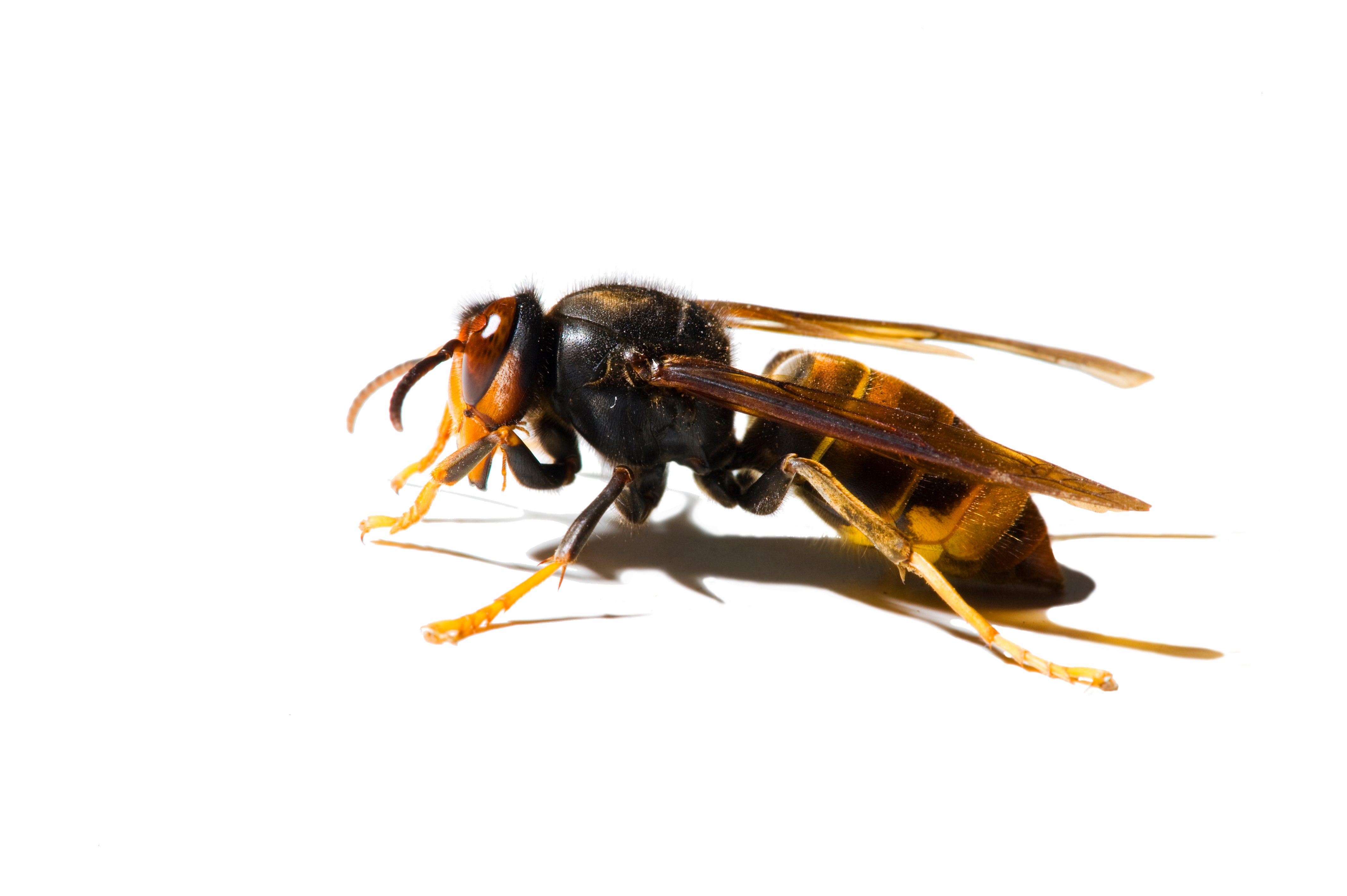 Male Asian hornet (Vespa velutina nigrithorax) France, November 2011 Male Asian hornet (Vespa velutina nigrithorax) France, November 2011