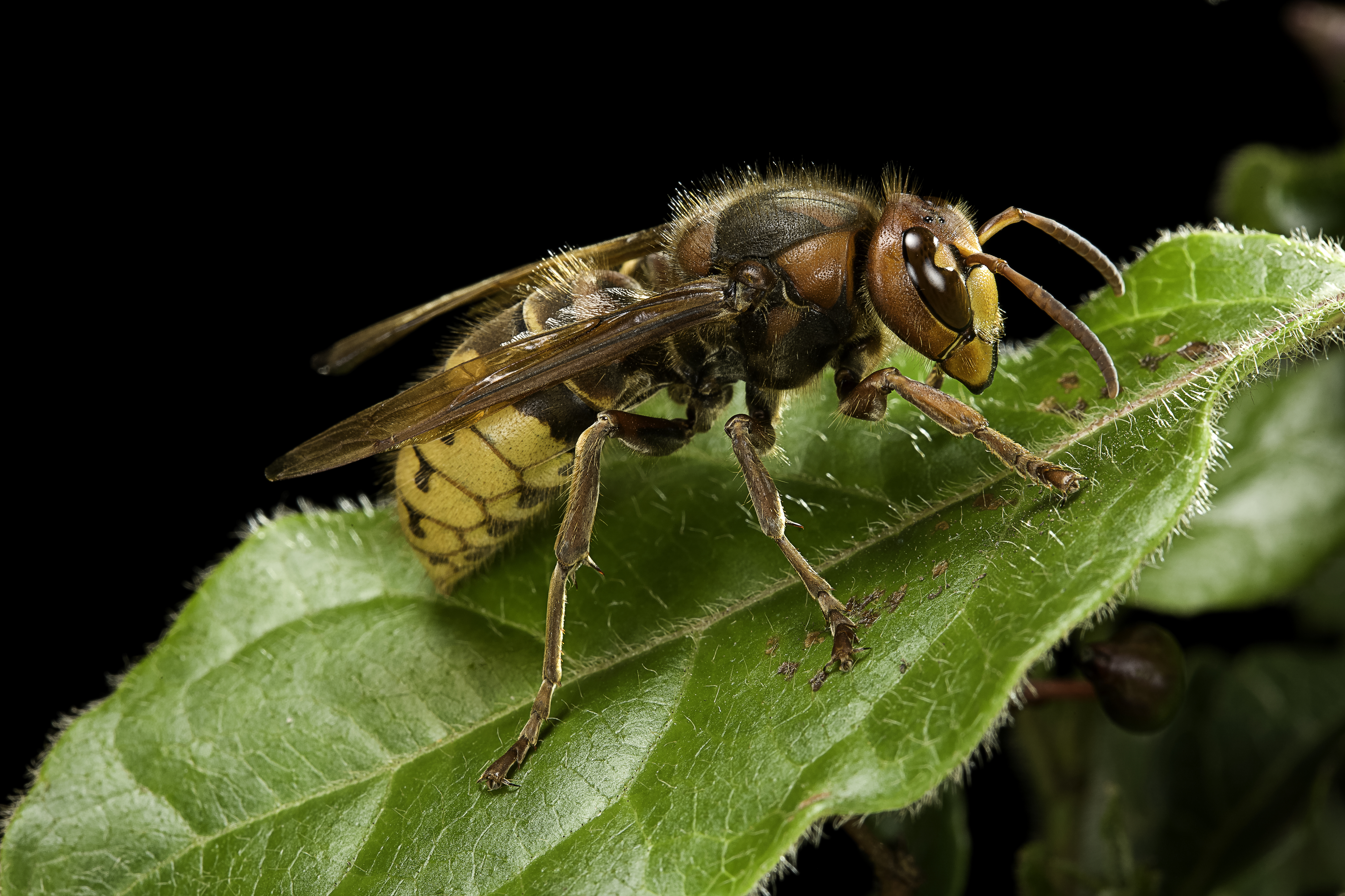 European hornet (European hornet (Vespa crabro)/Getty Images