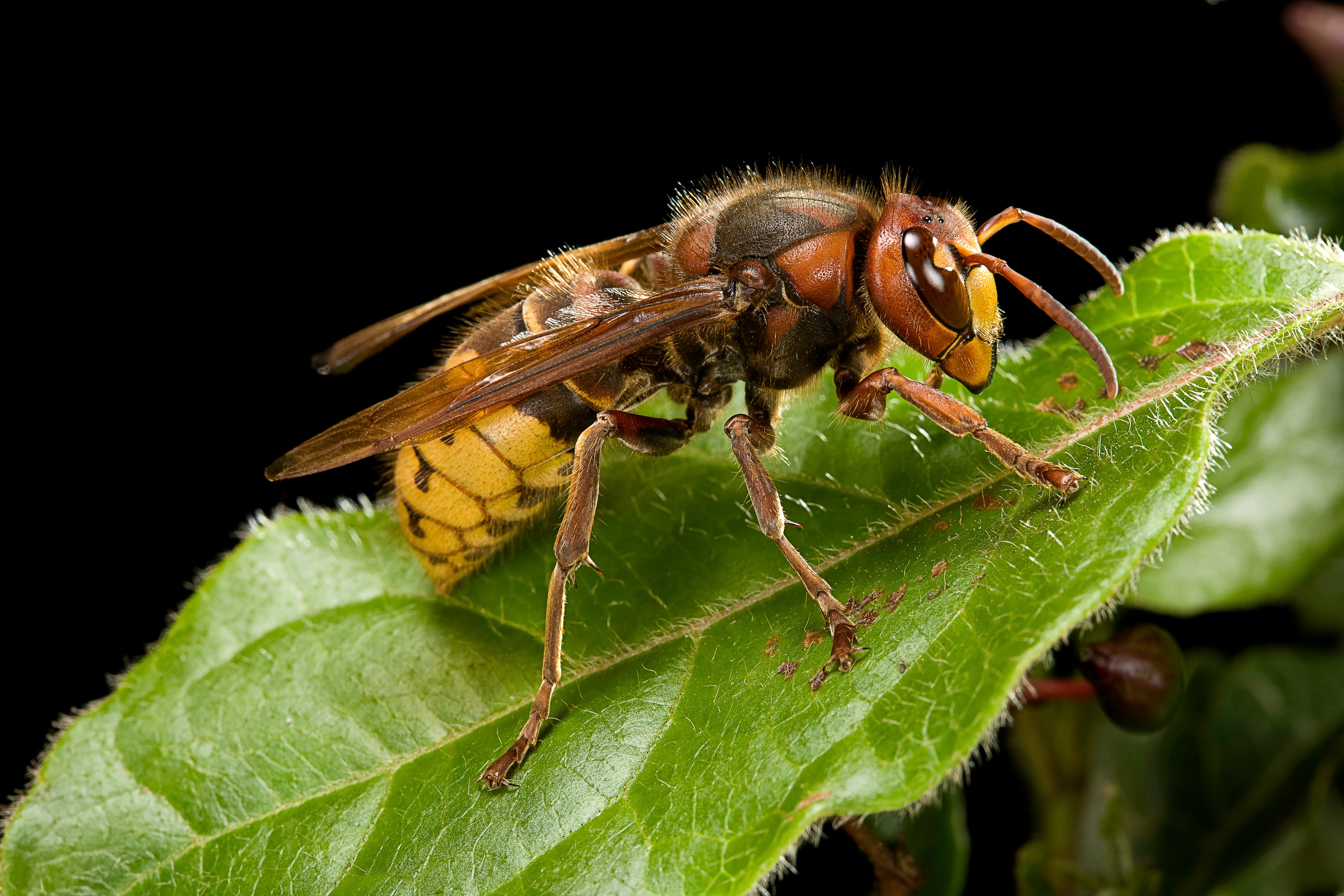 Vespa crabro (european hornet) European hornet (European hornet (Vespa crabro)/Getty Images