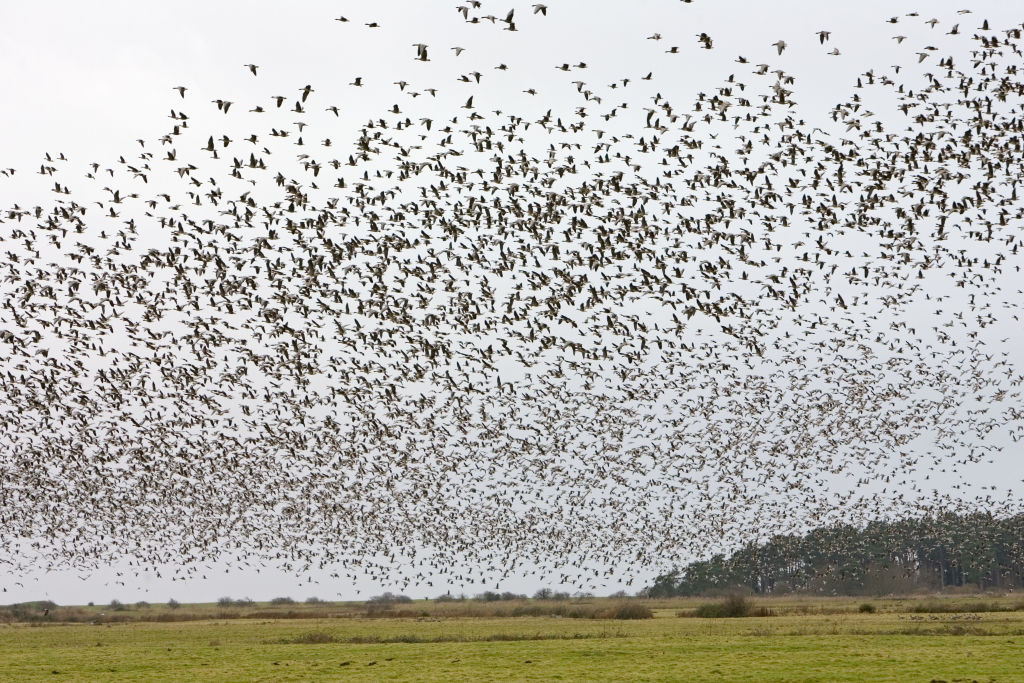 Huge flock of migratory geese over-wintering in Norfolk
