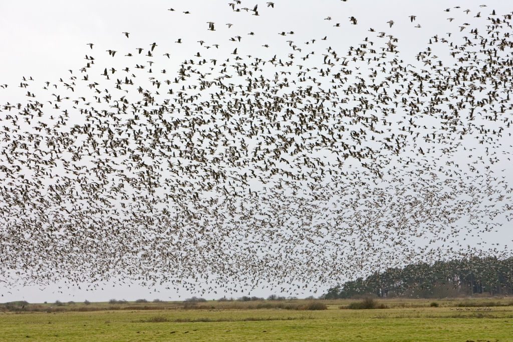 Huge flock of migratory geese over-wintering in Norfolk