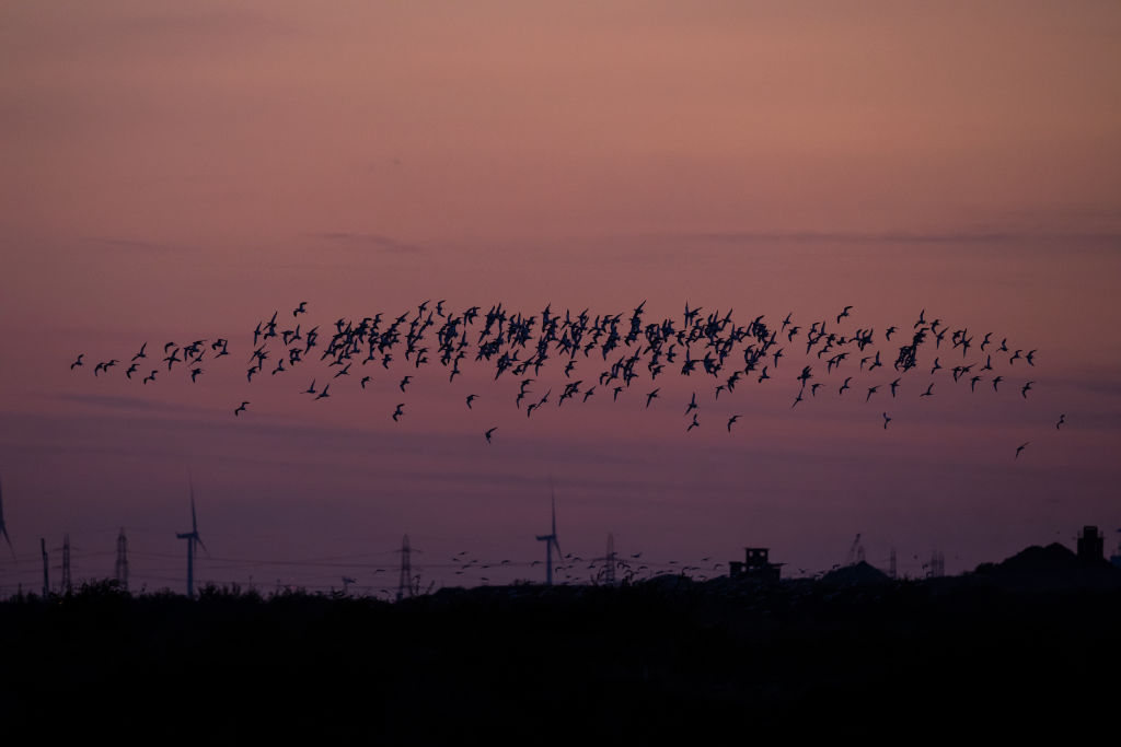 Avocet come in to roost at the RSPB's Cliffe Pools reserve at sunset in Cliffe