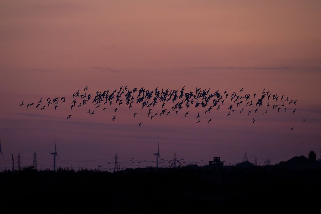 Avocet come in to roost at the RSPB's Cliffe Pools reserve at sunset in Cliffe