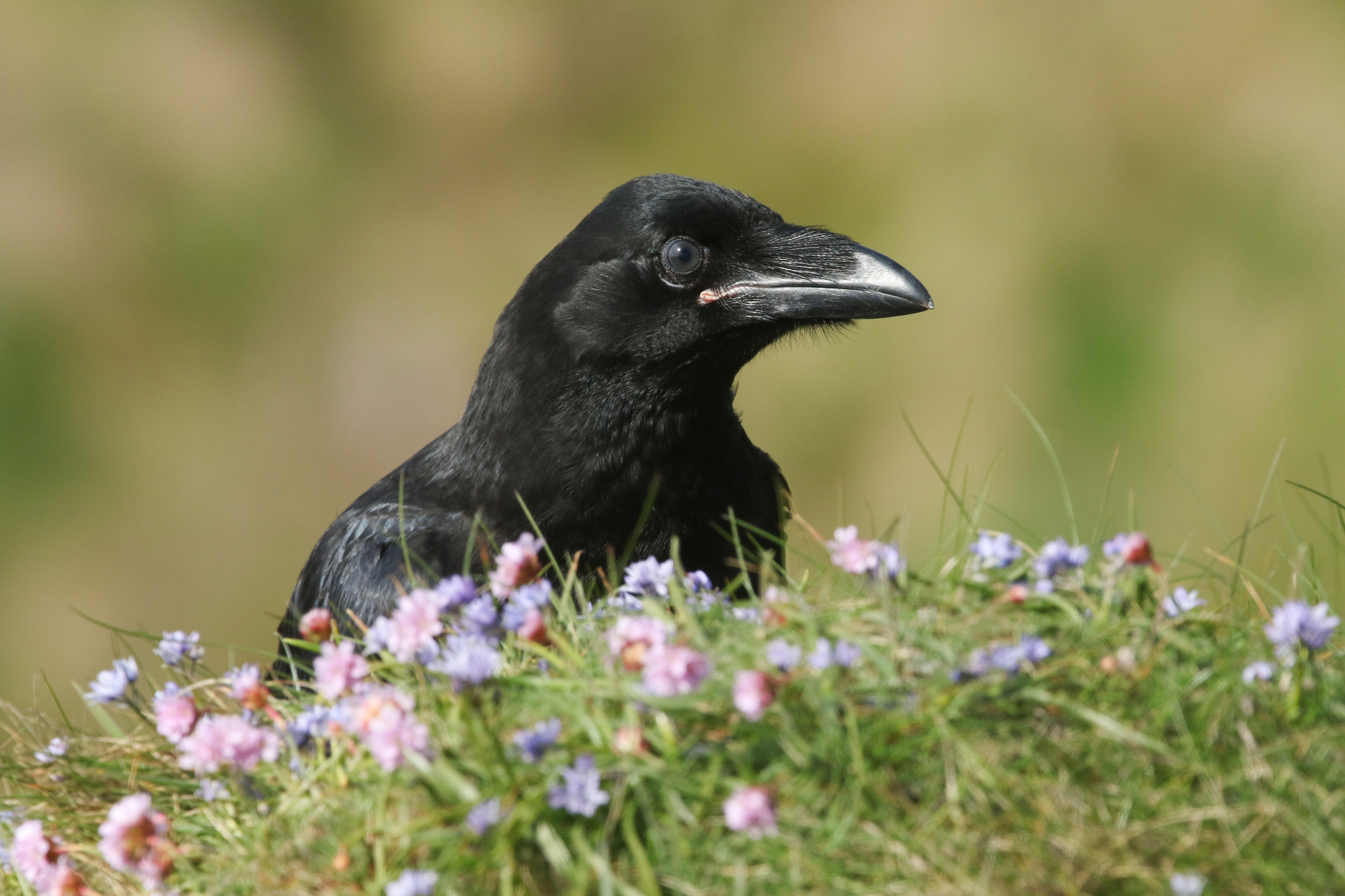 A raven sat looking off into the distance