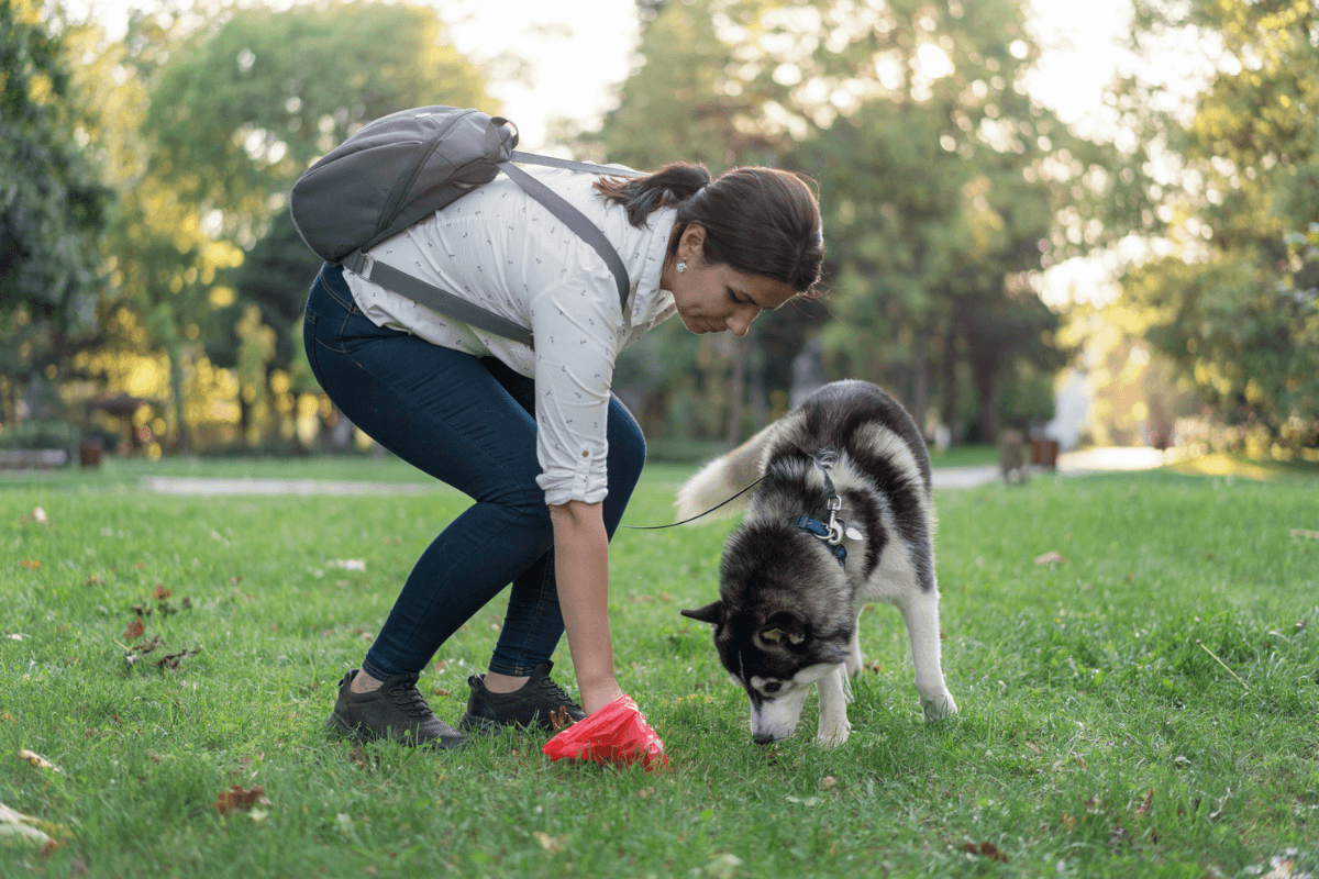 Responsible woman cleaning the grass in the park after her dog.