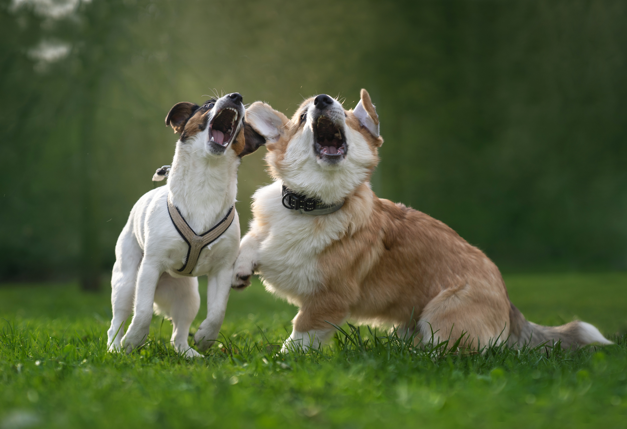 Two dogs barking together