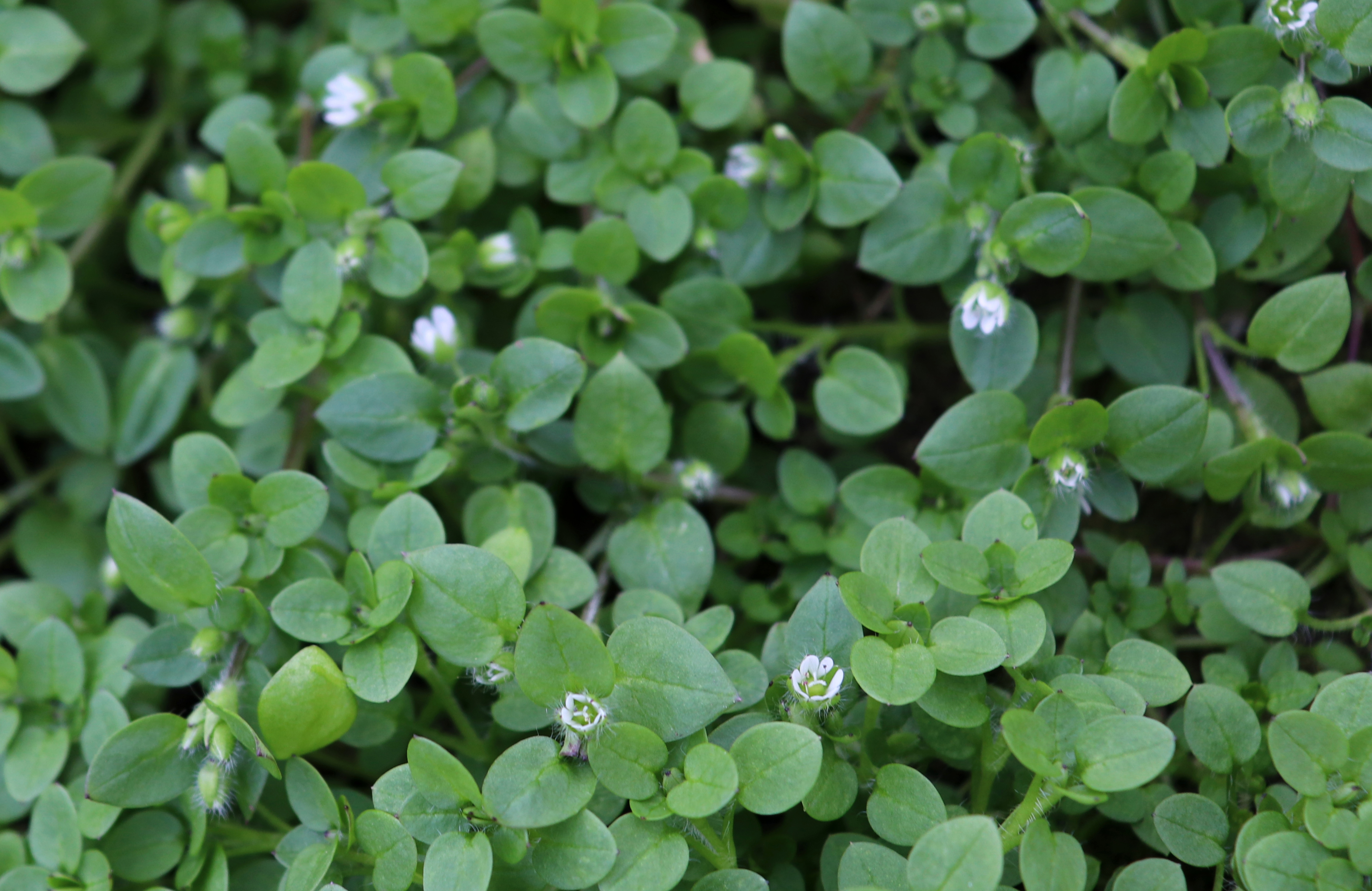 Chickweed