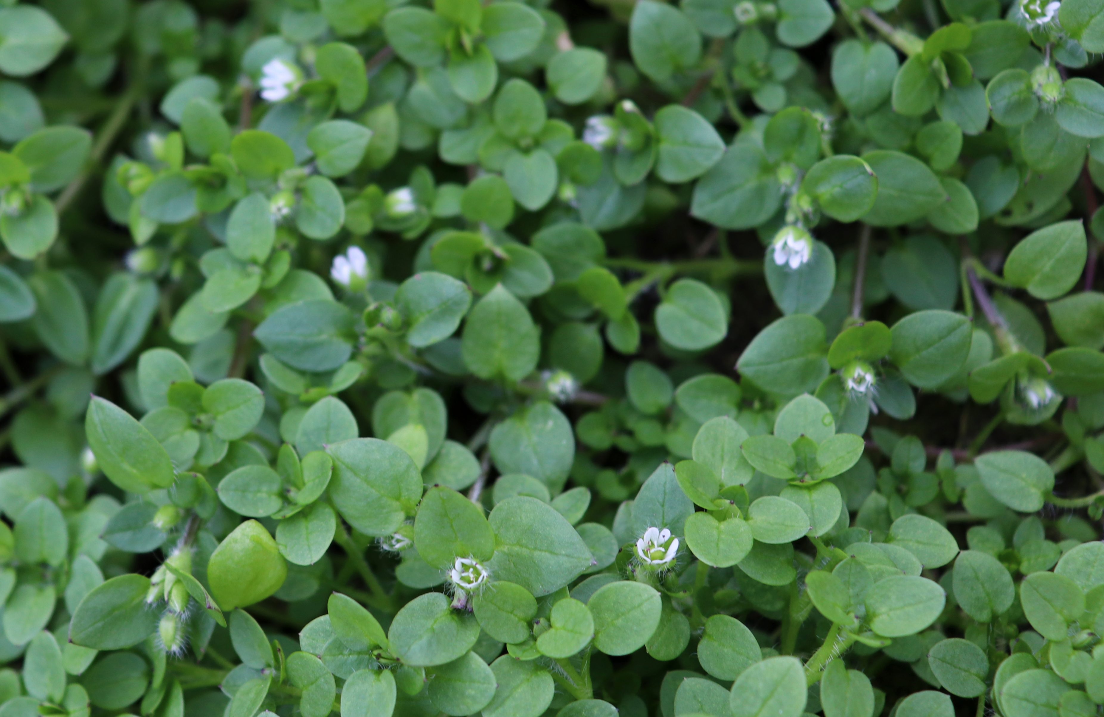 Chickweed