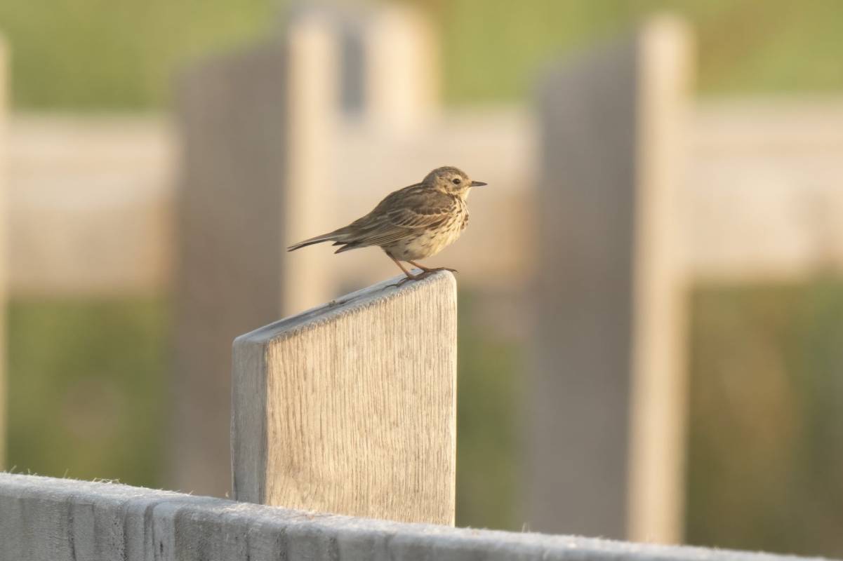 A Meadow Pipit on the boardwalk section of Sandilands