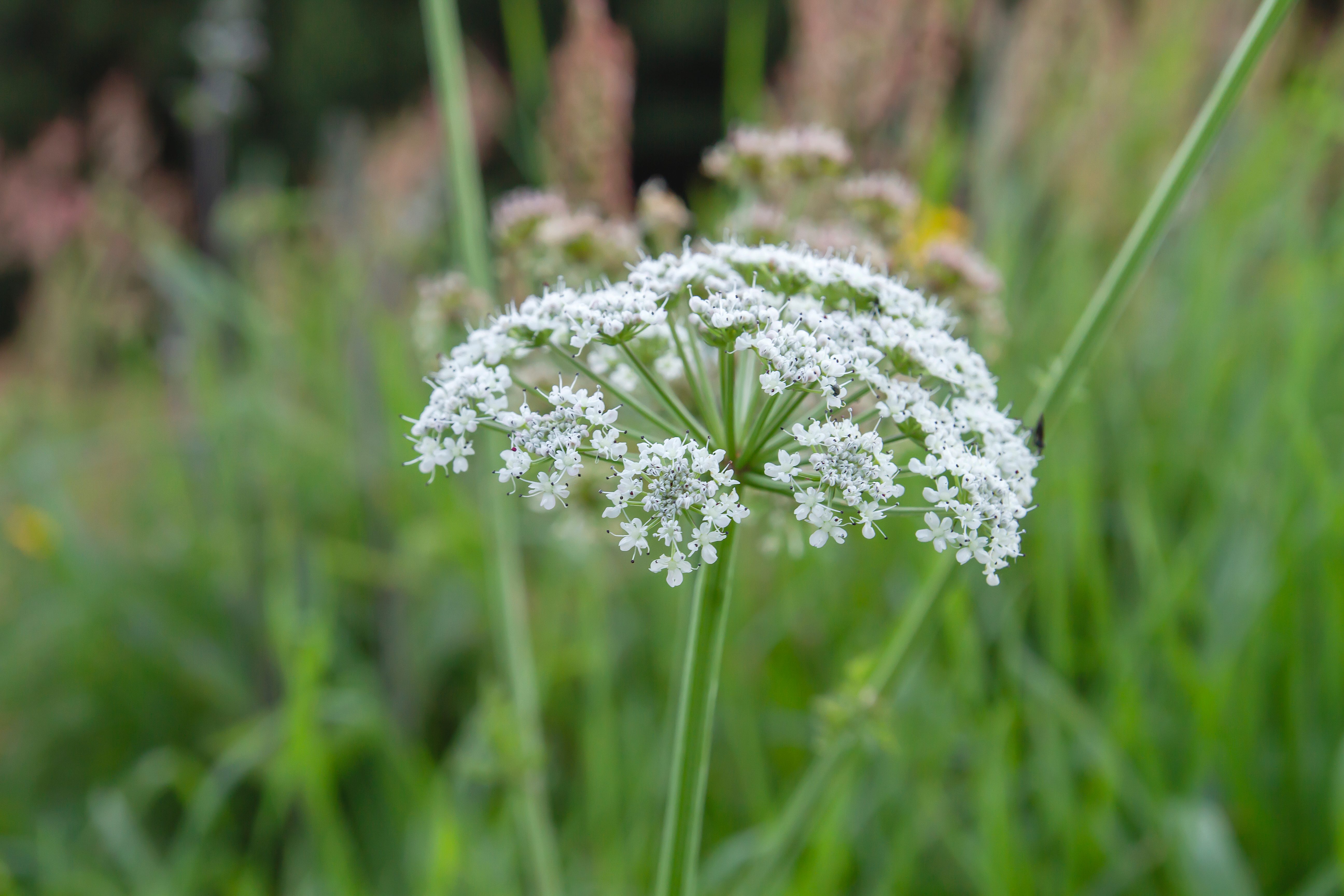 Hemlock white flowers