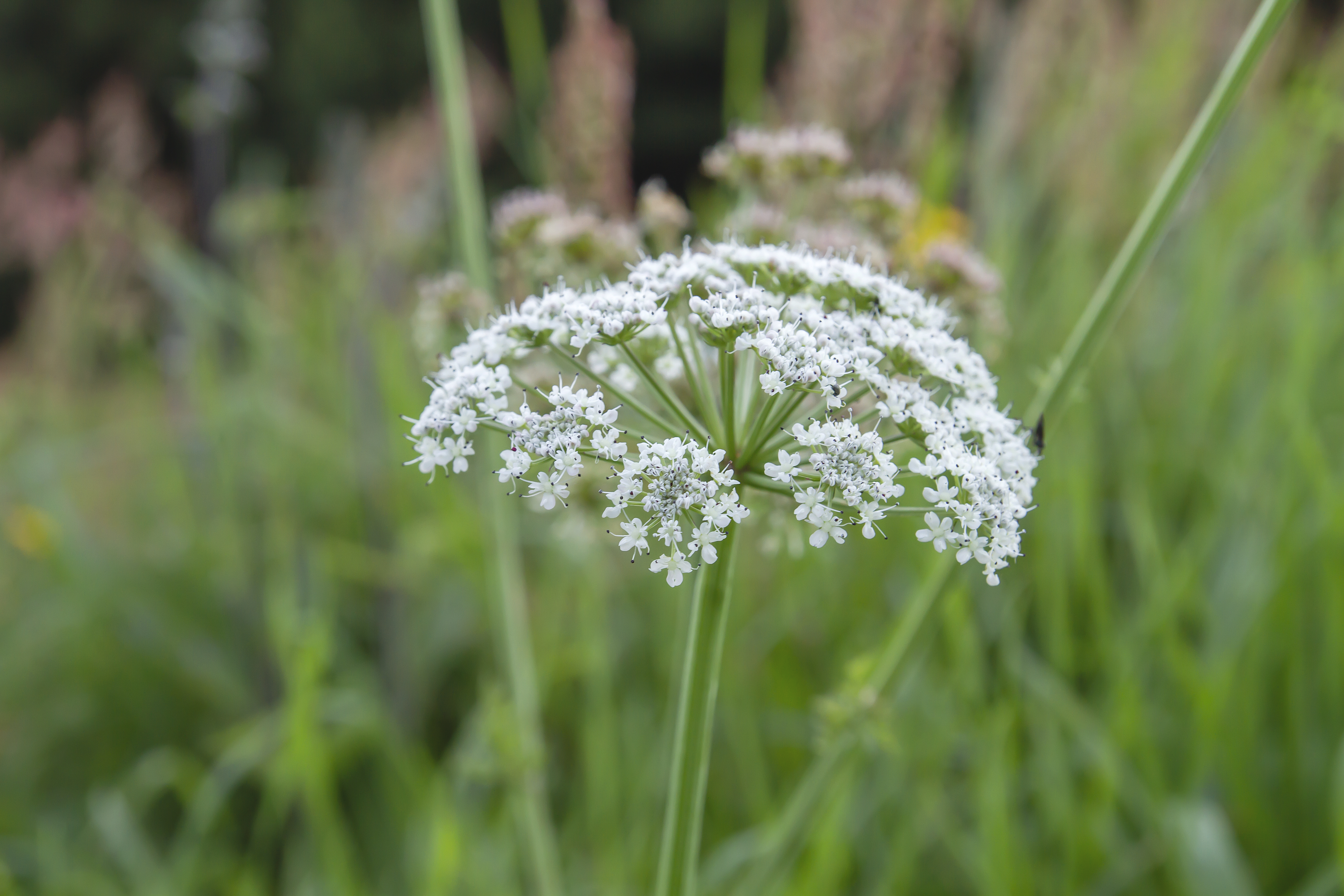 Hemlock white flowers