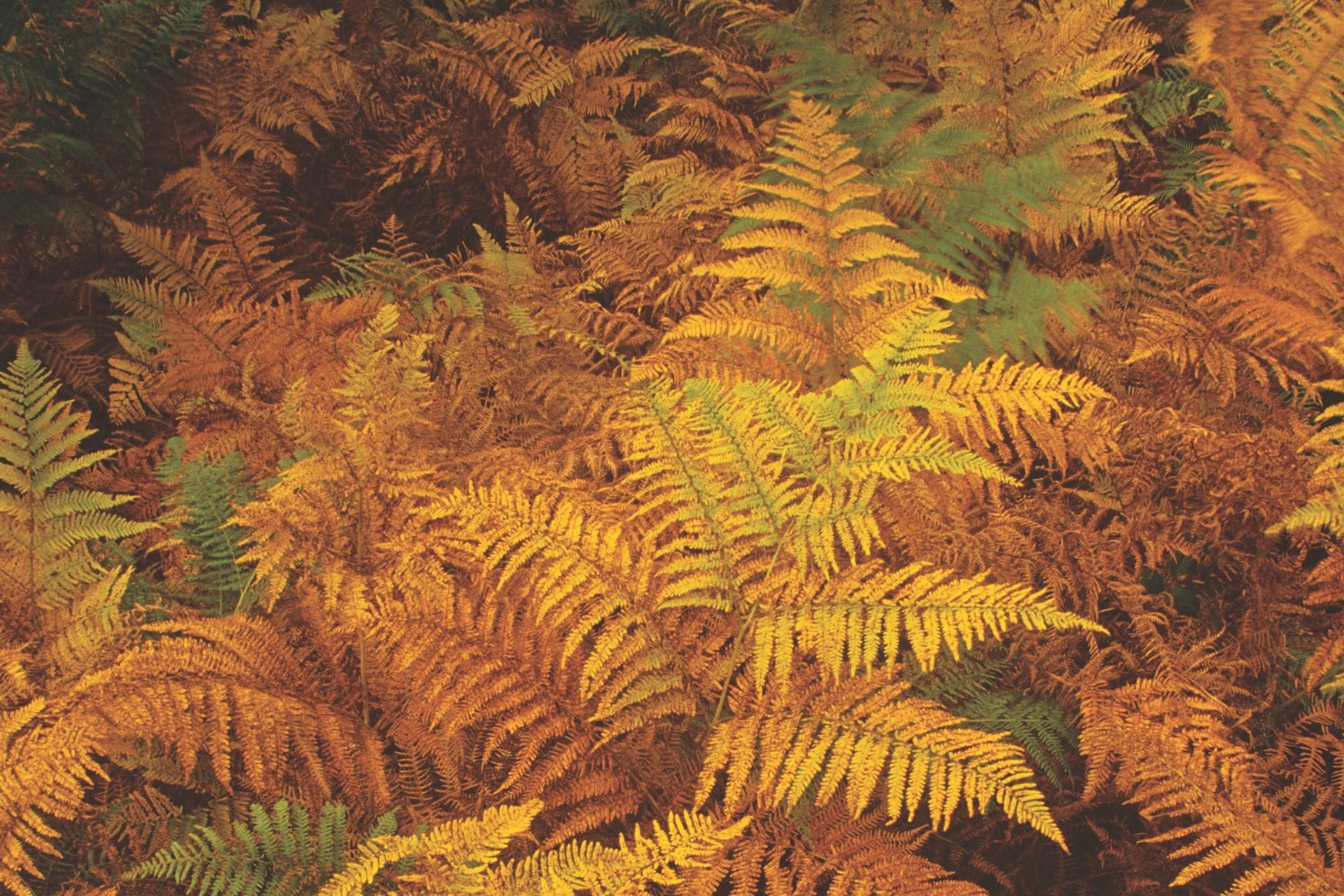 Bracken, Pteridium aquilinum