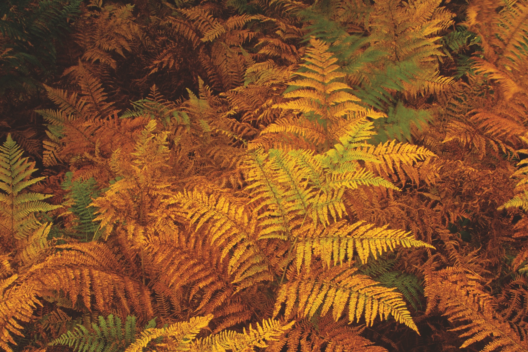 Bracken, Pteridium aquilinum