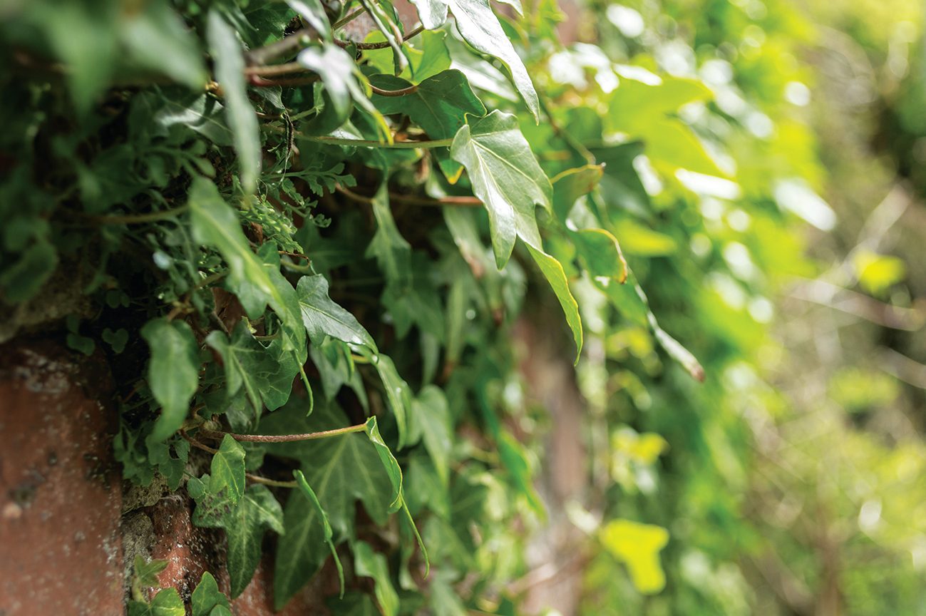 Ivy, Hedera helix