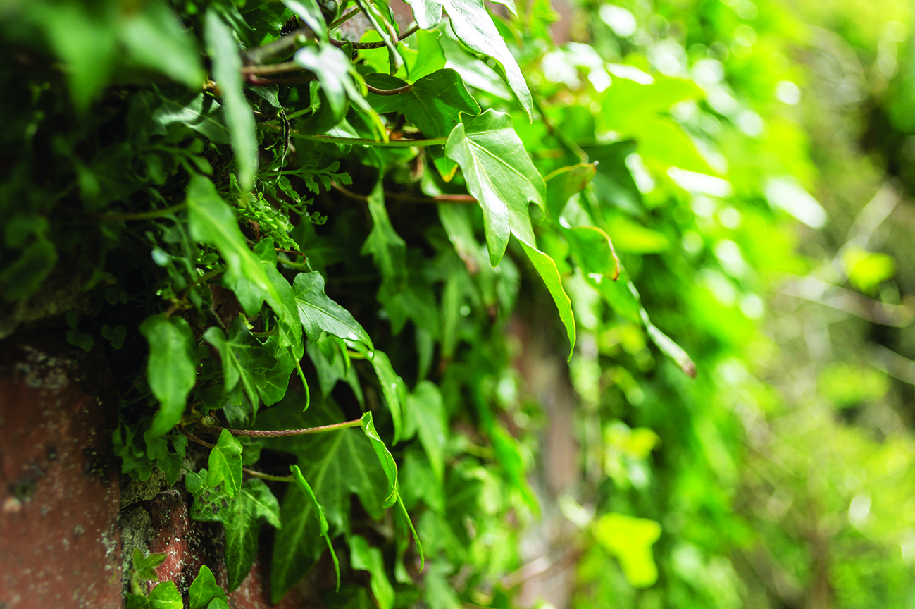 Ivy, Hedera helix
