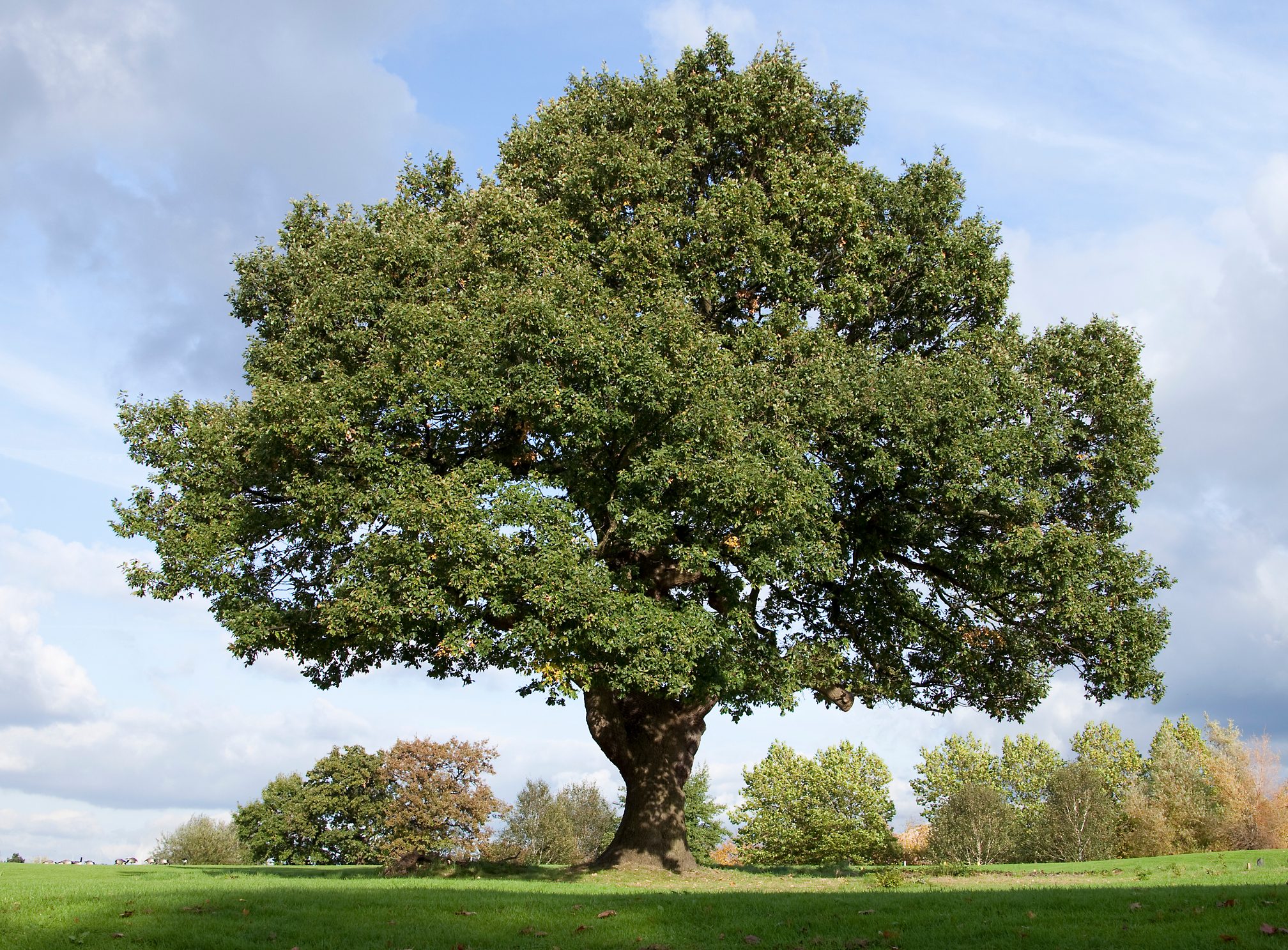 Oak tree is poisonous to horses