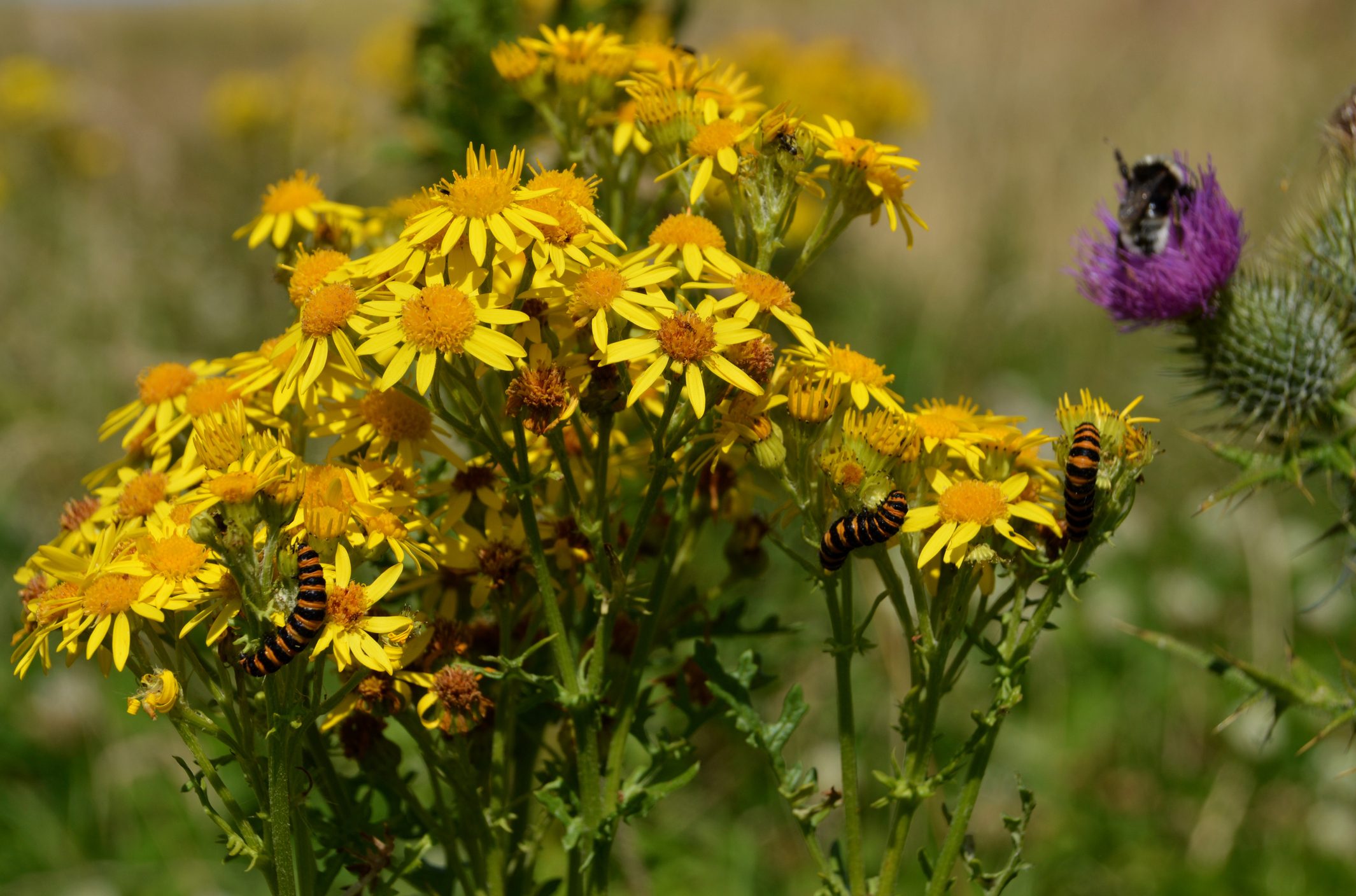 Ragwort is a common poisonous plant to horses