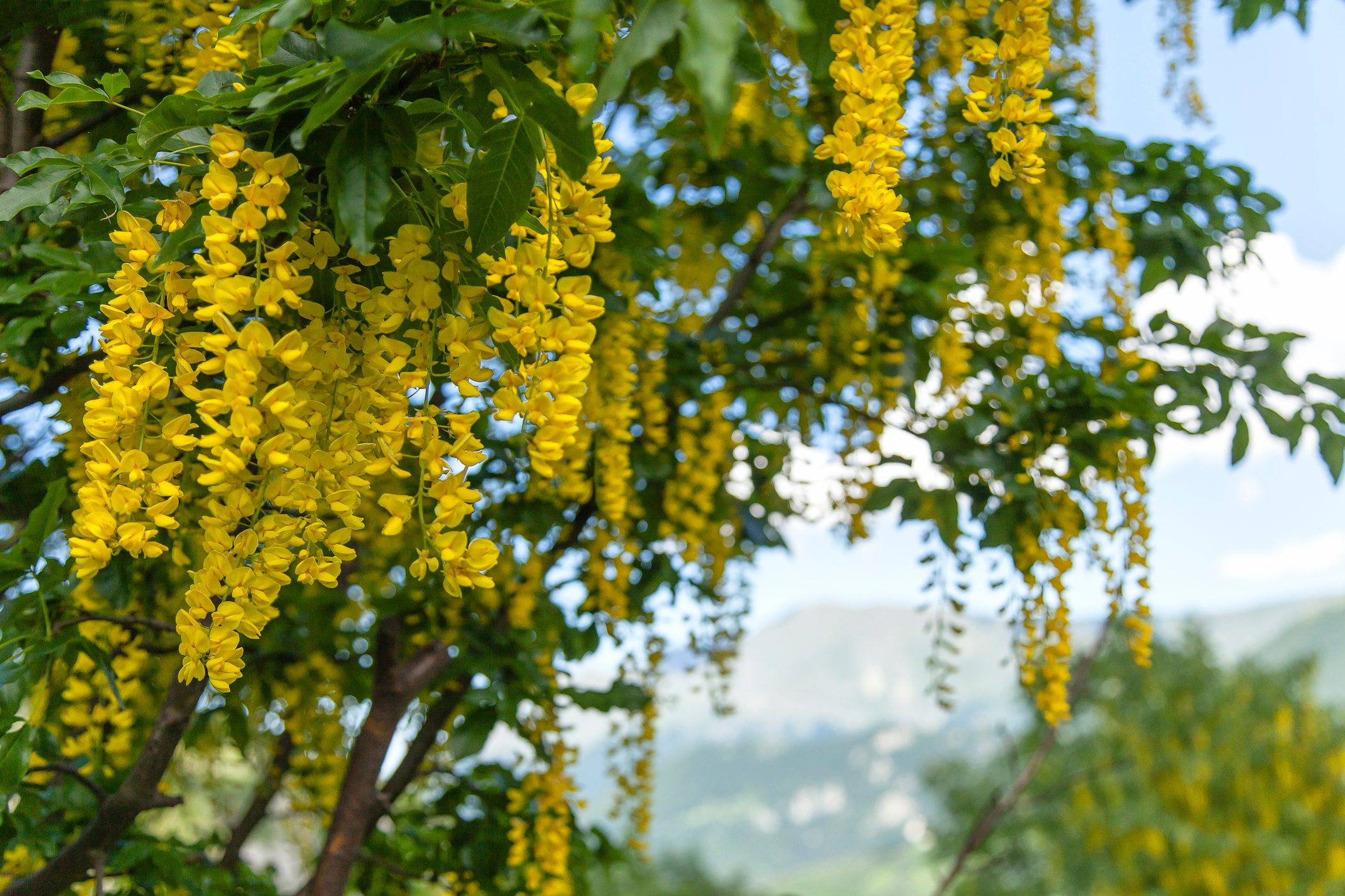Laburnum is a poisonous plant to horses