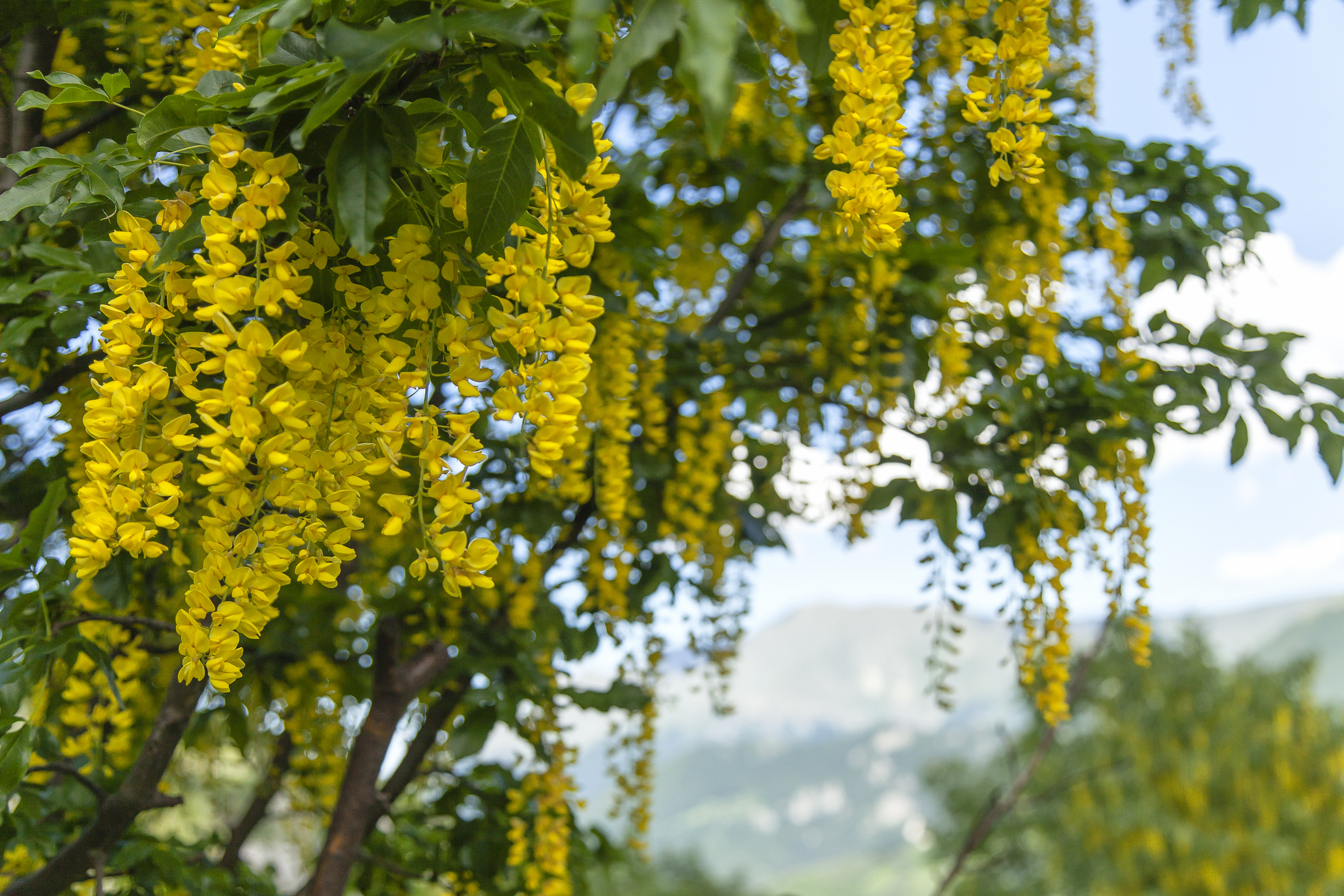Laburnum is a poisonous plant to horses
