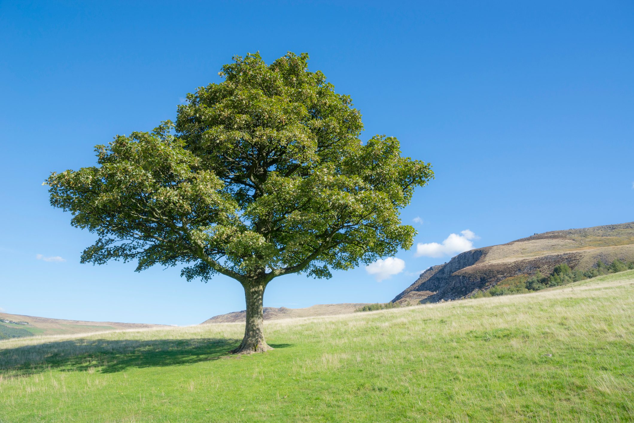 A Sycamore tree is poisonous to horses