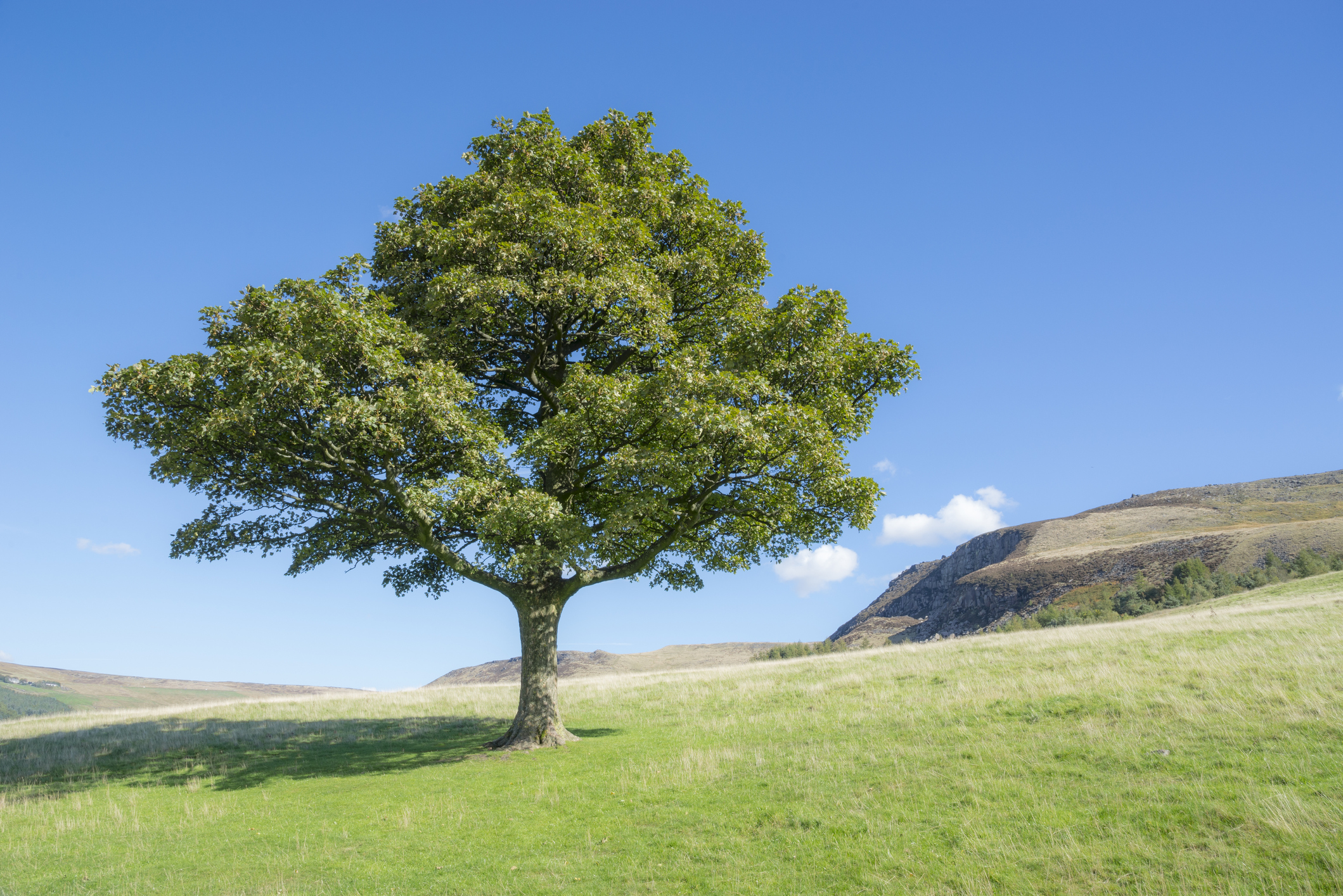 A Sycamore tree is poisonous to horses