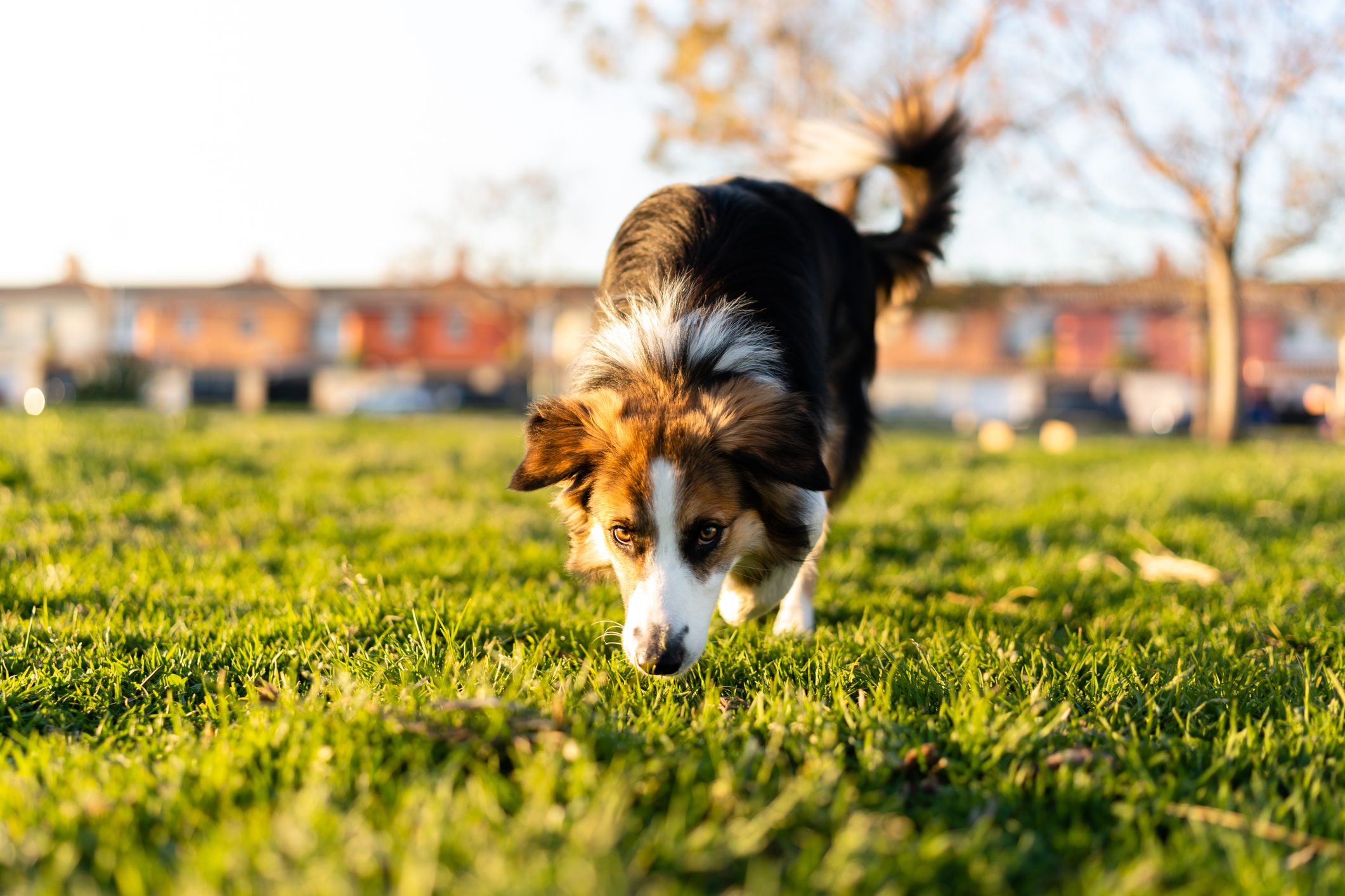 Dog sniffing the grass in front of it