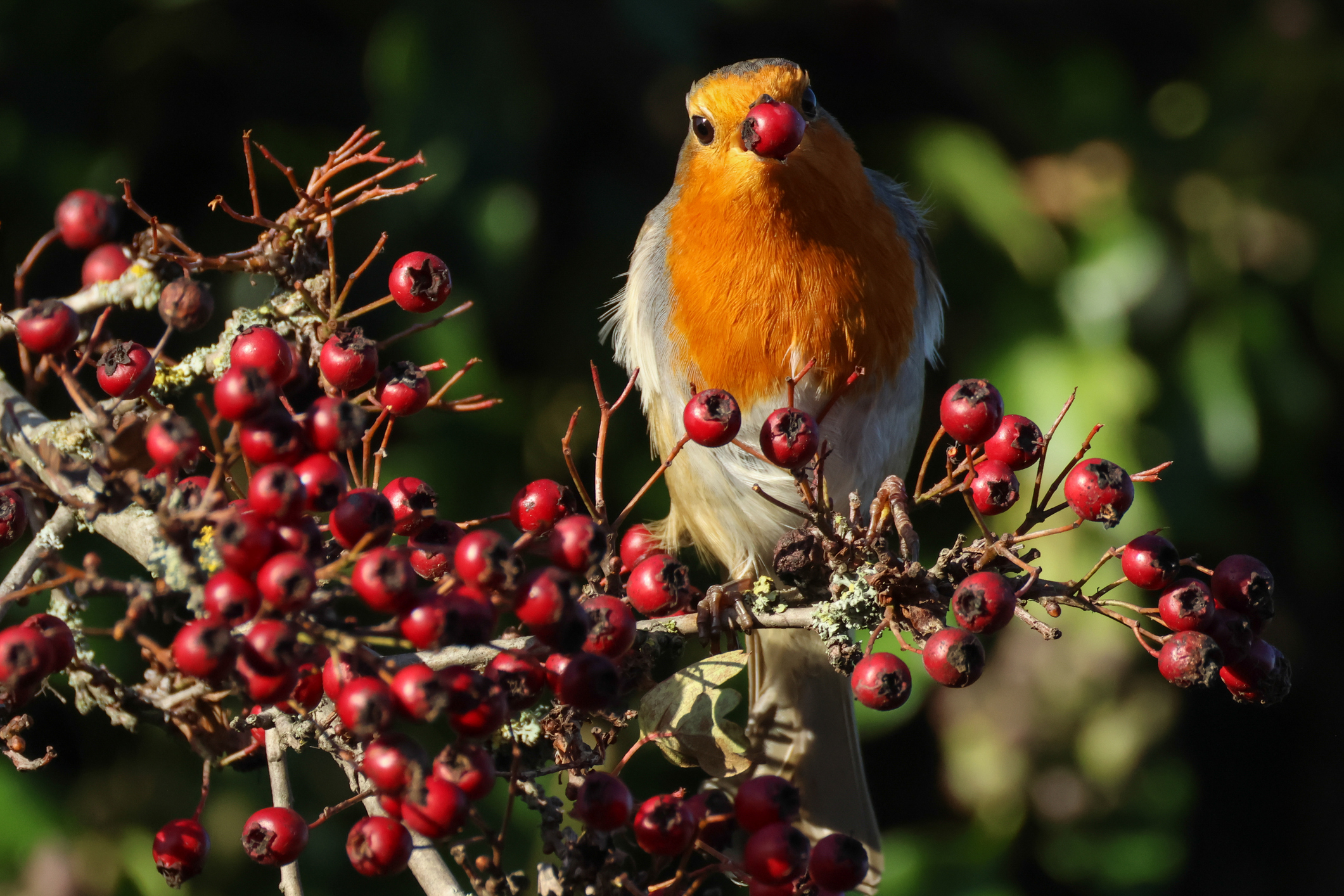 A robin sat on a branch full of berries