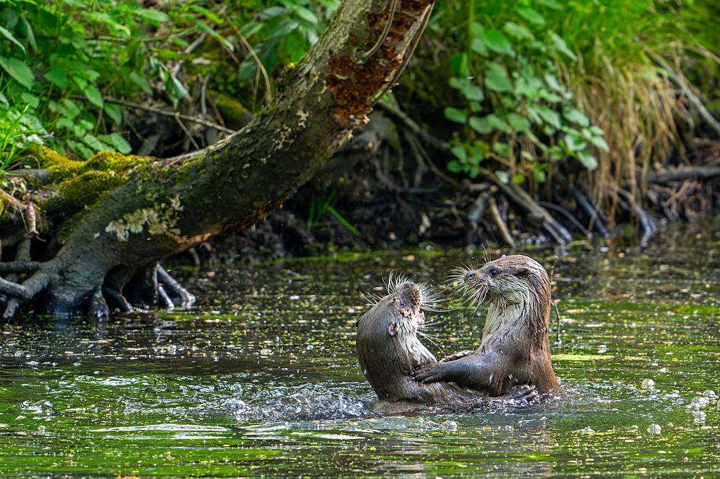 European river otters (Lutra lutra) playfighting in stream