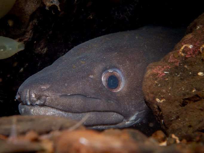 Conger eel