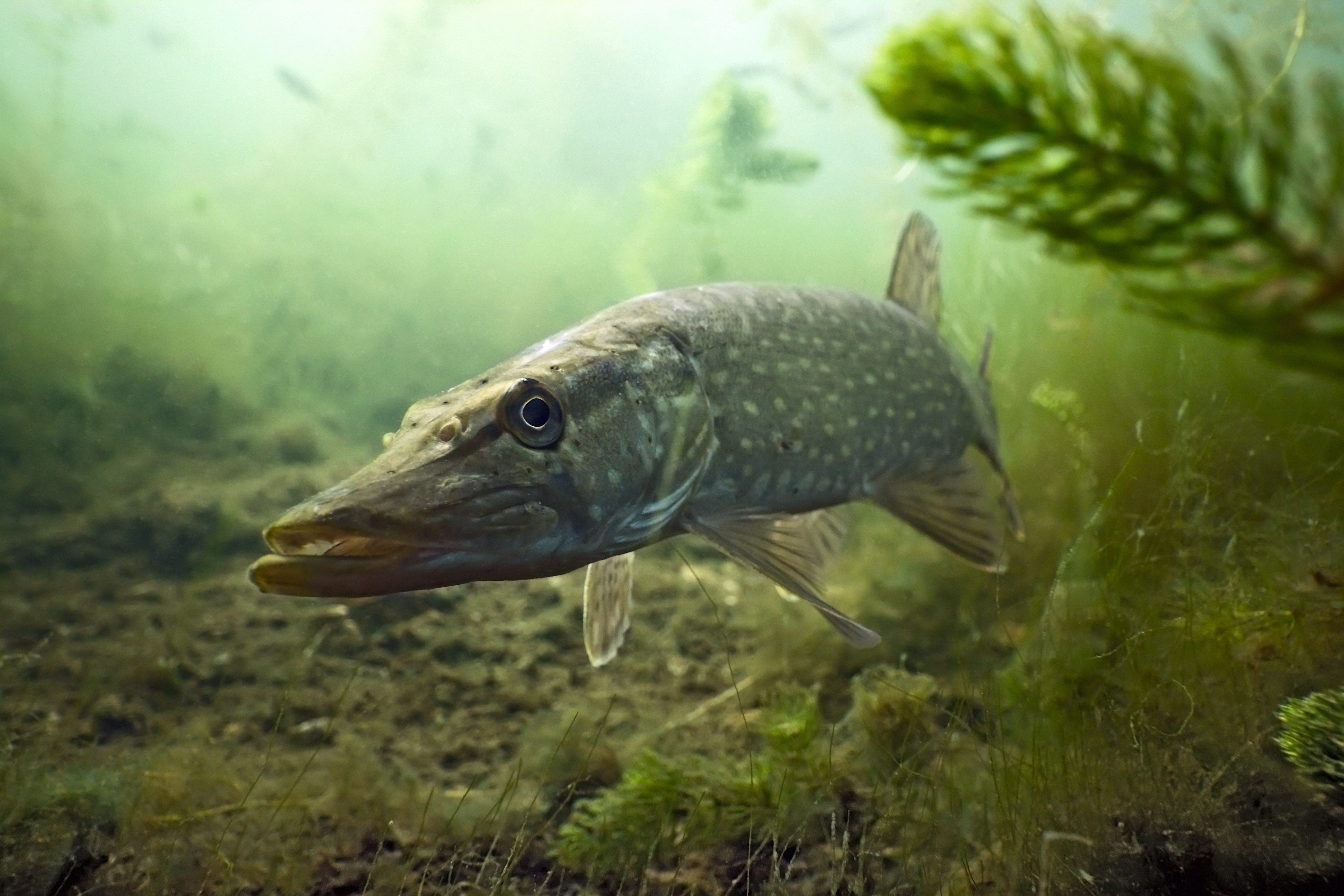 Fish in lake