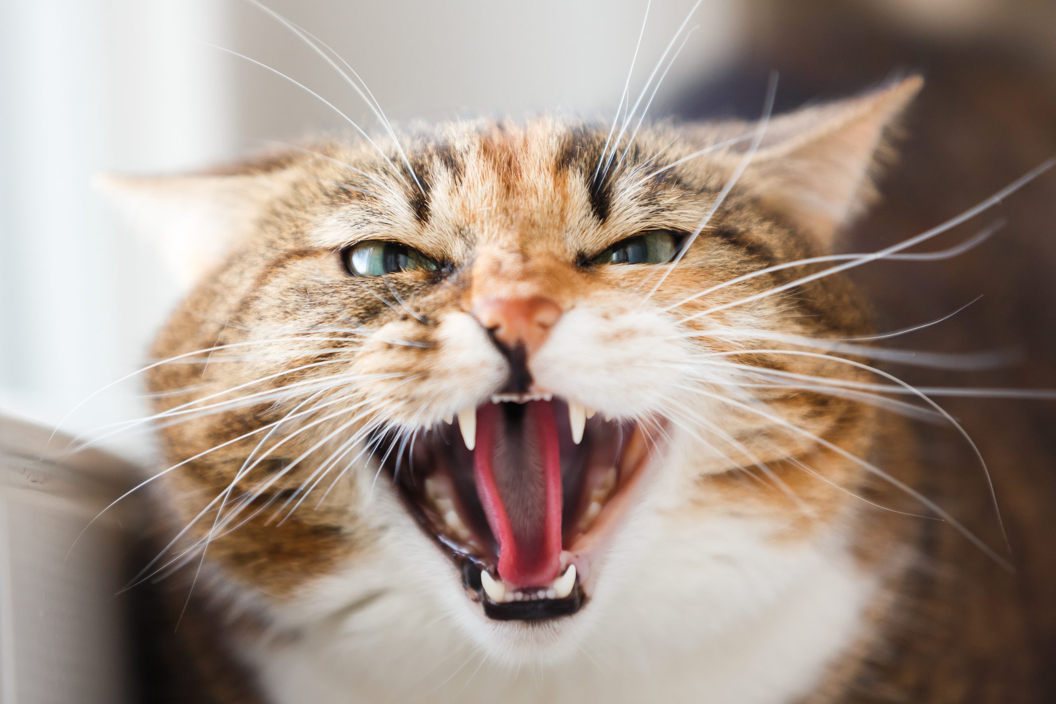 Why do cats fight