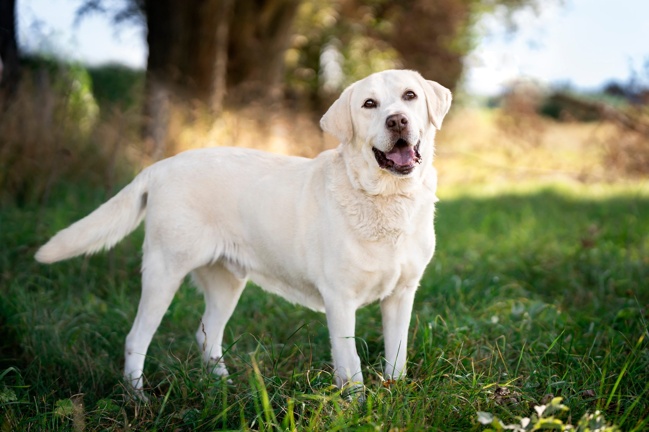 Cheerful dog breed labrador retriever in the meadow. The dog stands on the grass in the shade and looks into the lens. Outdoor photo