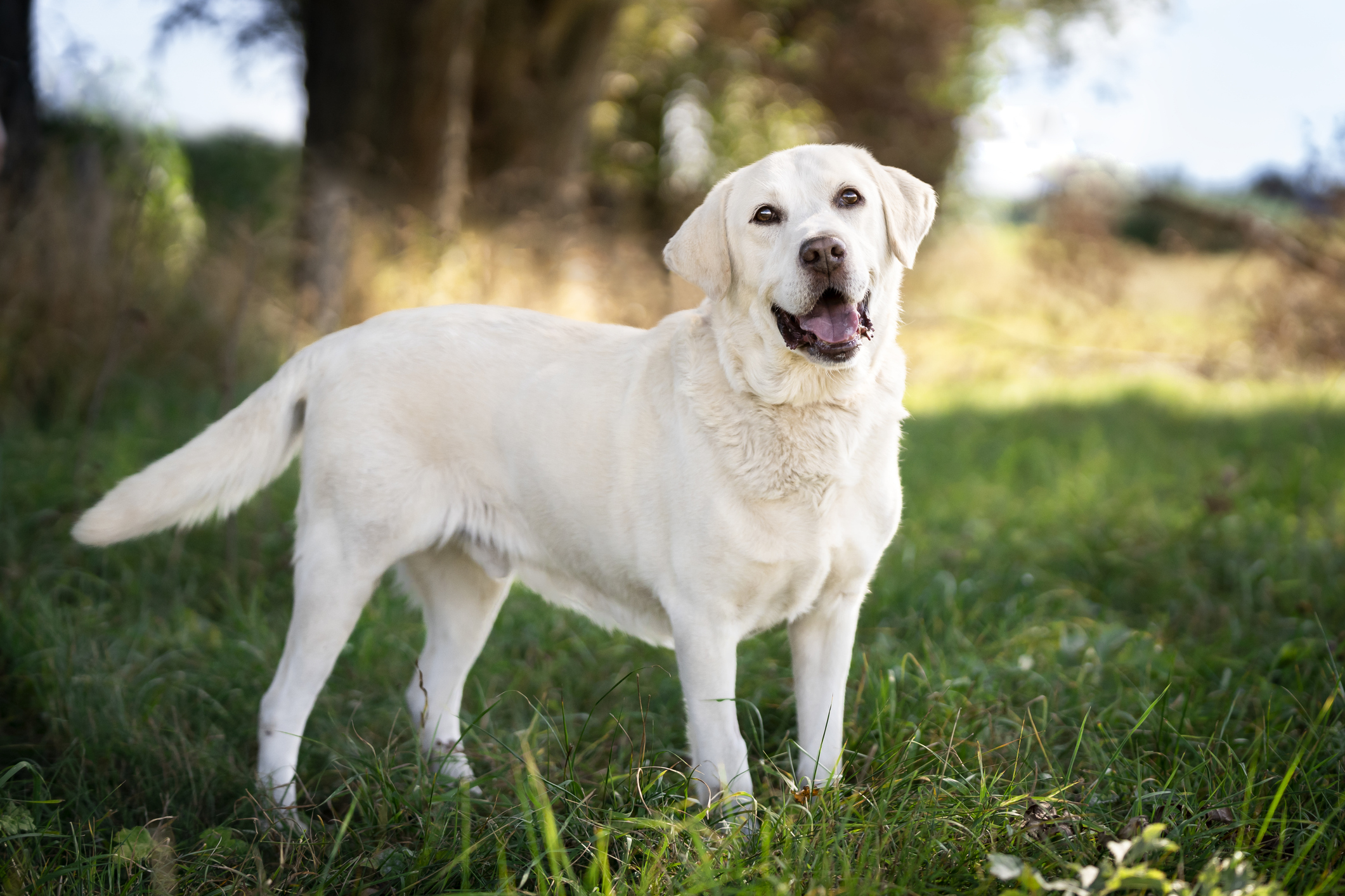 Cheerful dog breed labrador retriever in the meadow. The dog stands on the grass in the shade and looks into the lens. Outdoor photo
