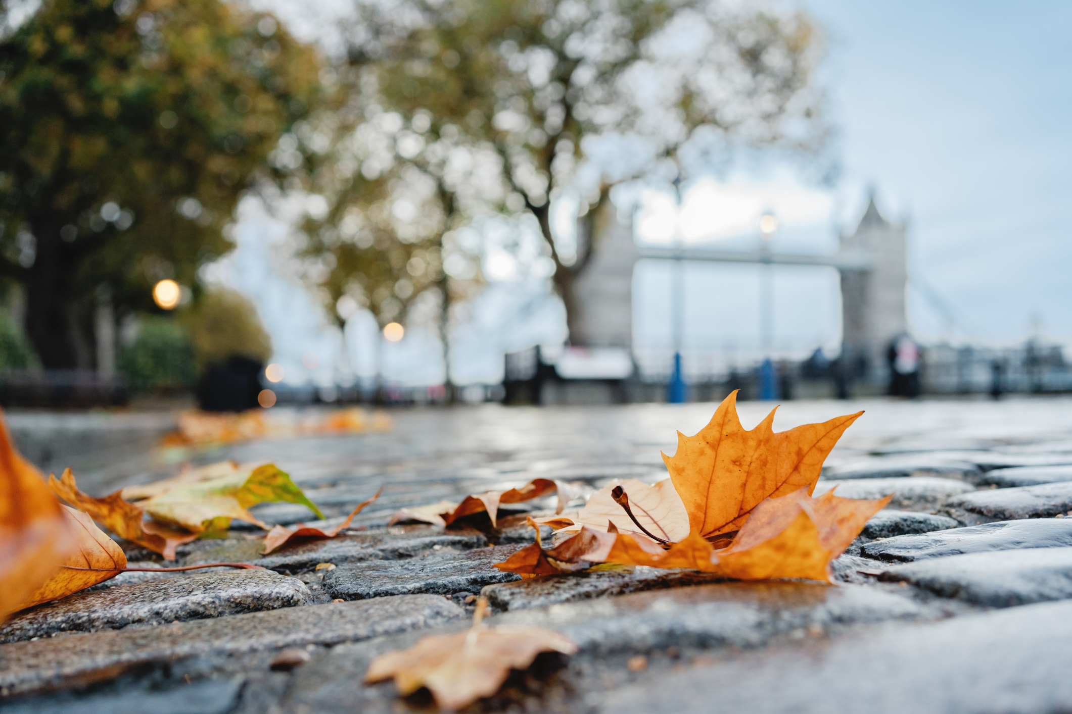 A collection of fallen leaves on the floor in London