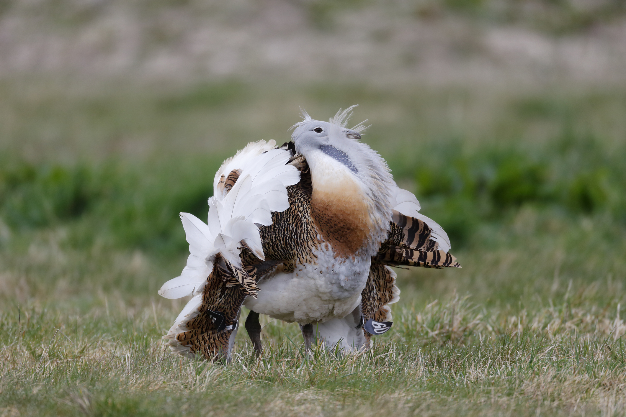 A Male Great Bustard flexing its wings 